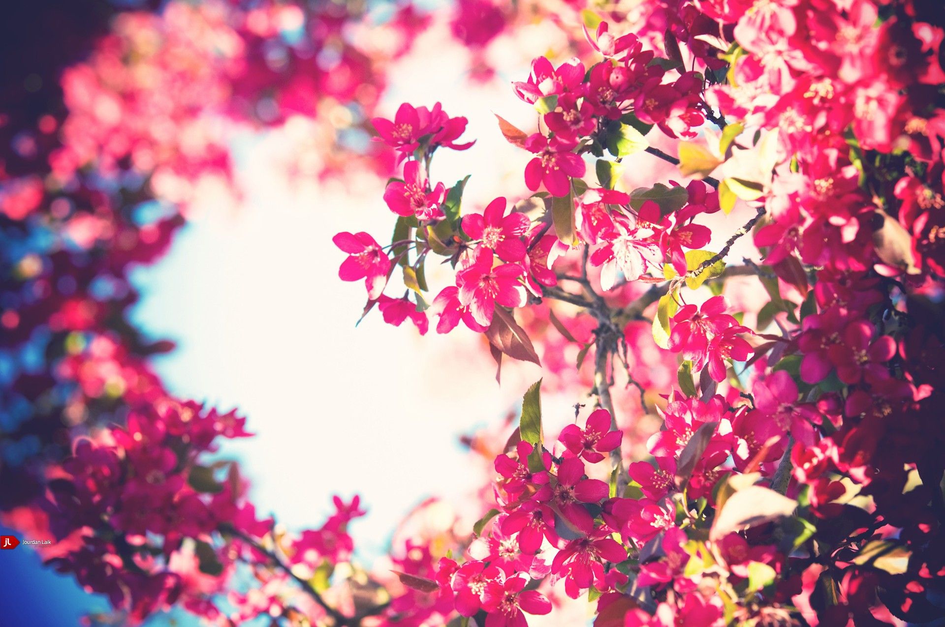 Flowers, Beautiful, And Pink Image