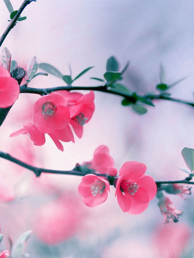 Free download Home Flowers HD Wallpaper Branch Pink Flowers Spring Blooming [2560x1600] for your Desktop, Mobile & Tablet. Explore Pink Spring Flower Wallpaper. Pink Flower Wallpaper, Pink Flowers Wallpaper