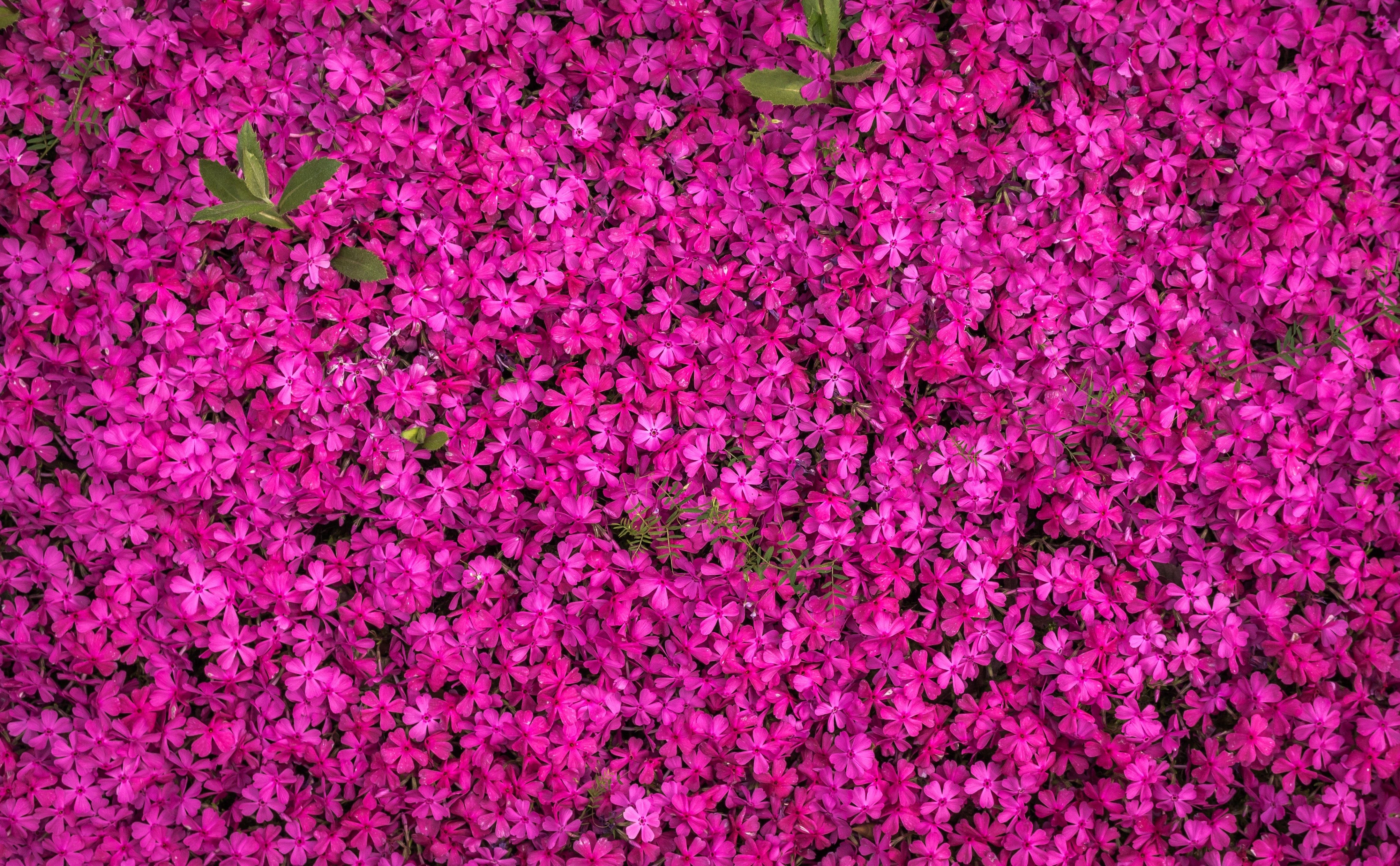 Pink Blooming Flowers · Free