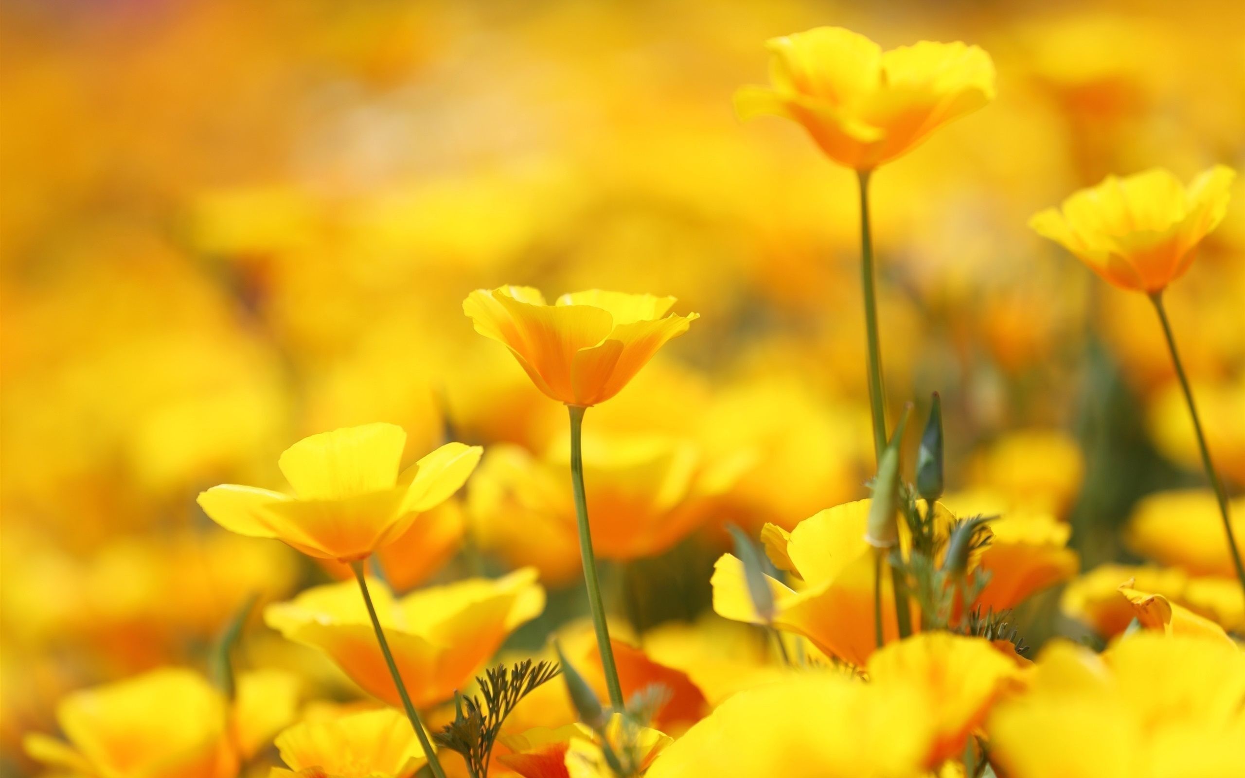 Yellow Flowers Wallpaper background picture