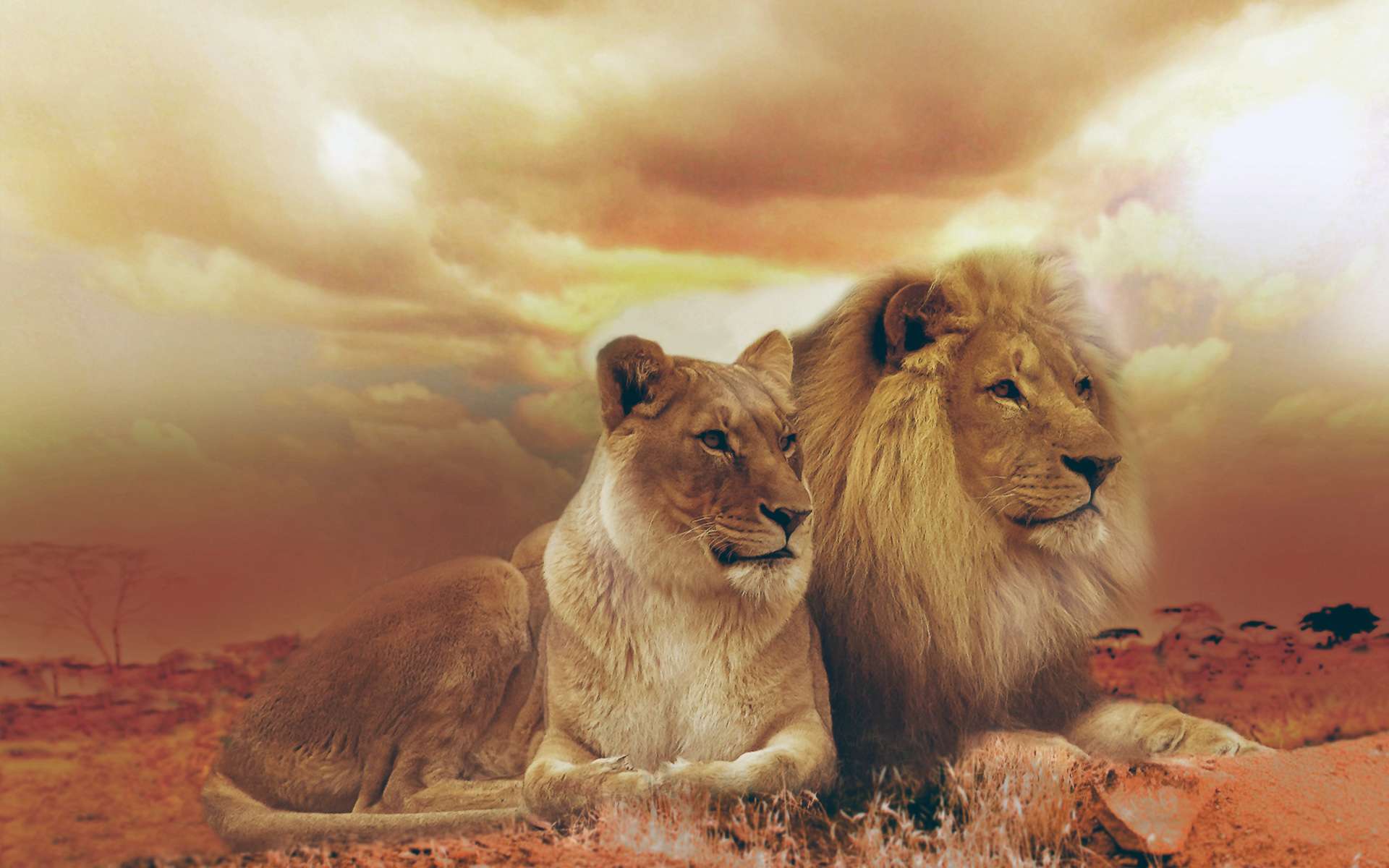Lion Couple HD Wallpaper