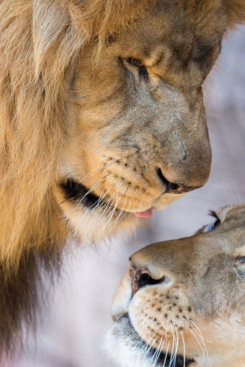 Lion wallpaper, lioness, love, couple, lion and cub • Wallpaper For You HD Wallpaper For Desktop & Mobile