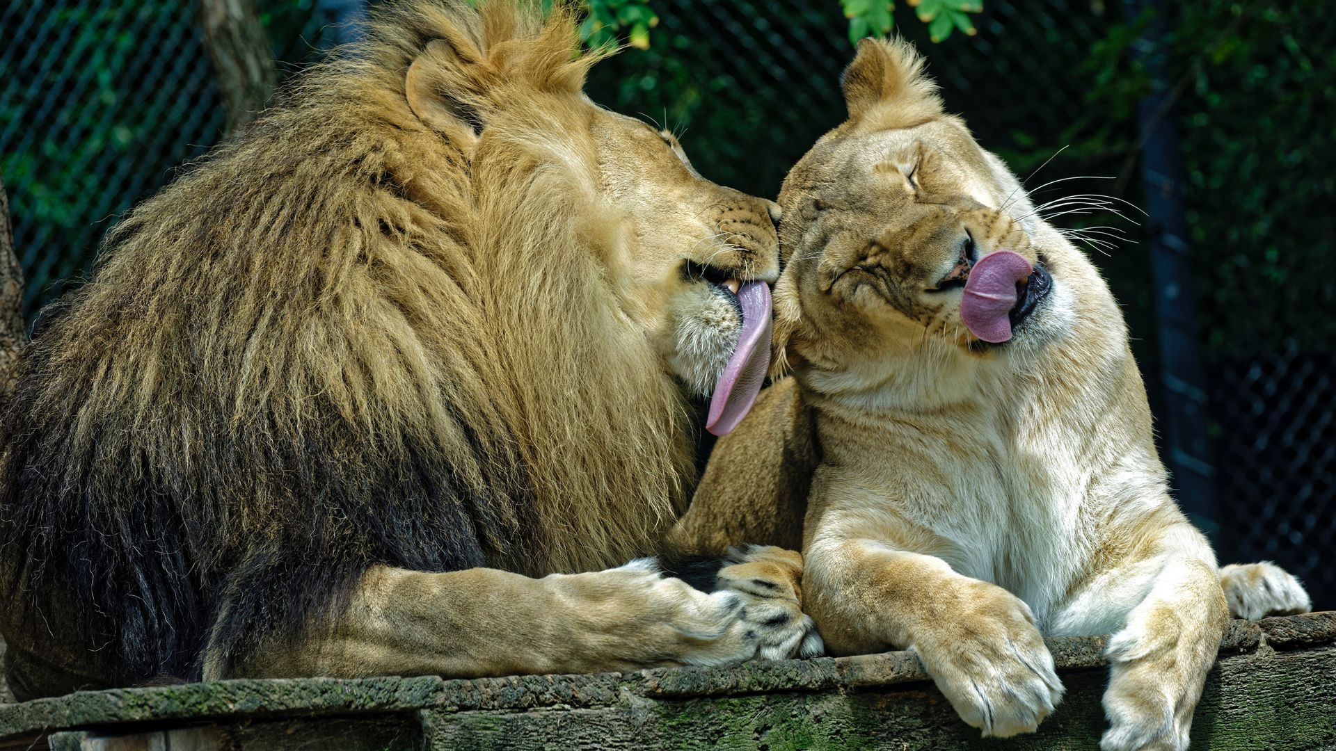 Lions Love Grooming Each Other