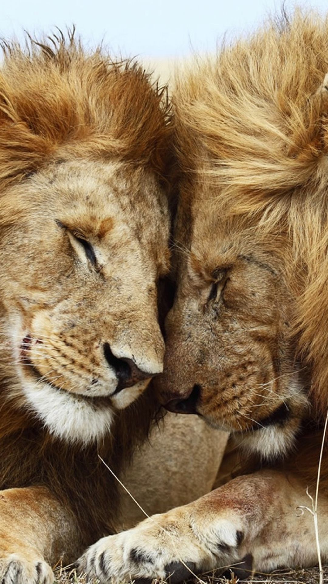 Amazing Lion Sculptures Made From Surprising Stuff. Animals beautiful, Animals, Cute animals