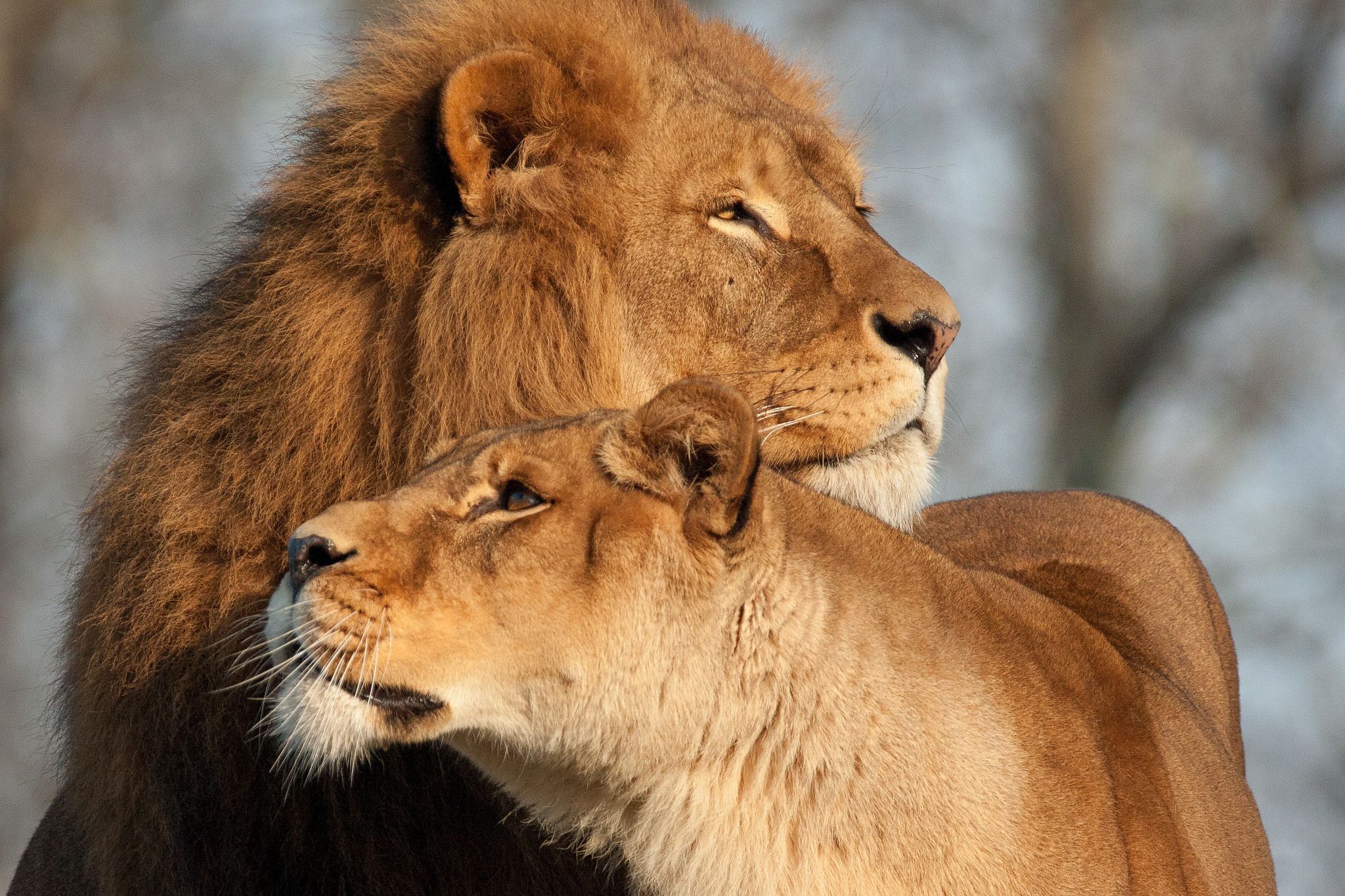 Lion And Lioness Love HD Wallpaper