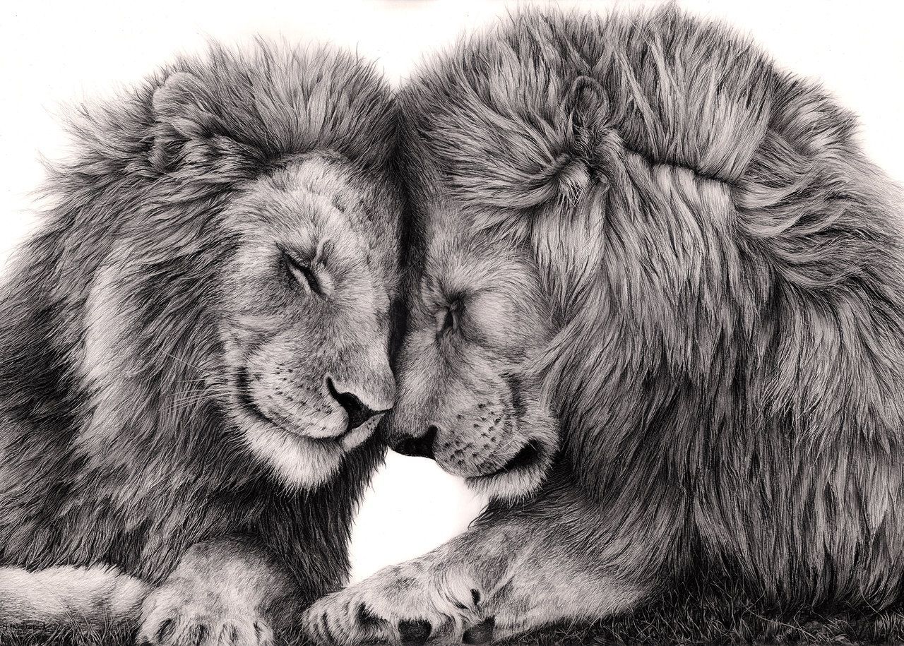 Lion Hug. Lion love, Animals, Lion