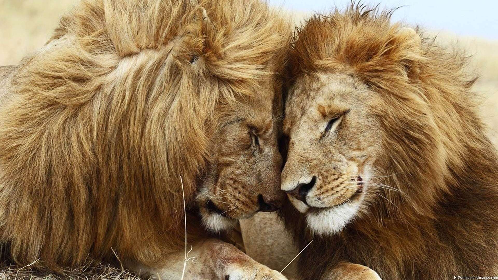 Full HD Lion Couple Wallpaper