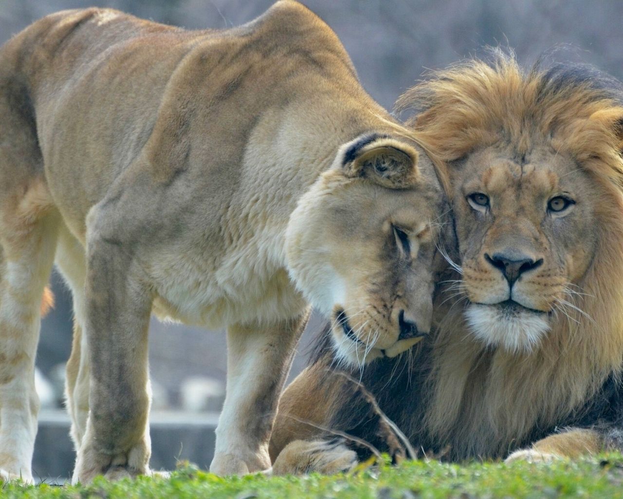 Lion and lioness love HD wallpapers  Pxfuel