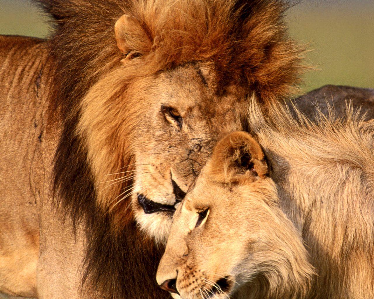 iPhone Lion And Lioness Love Wallpaper