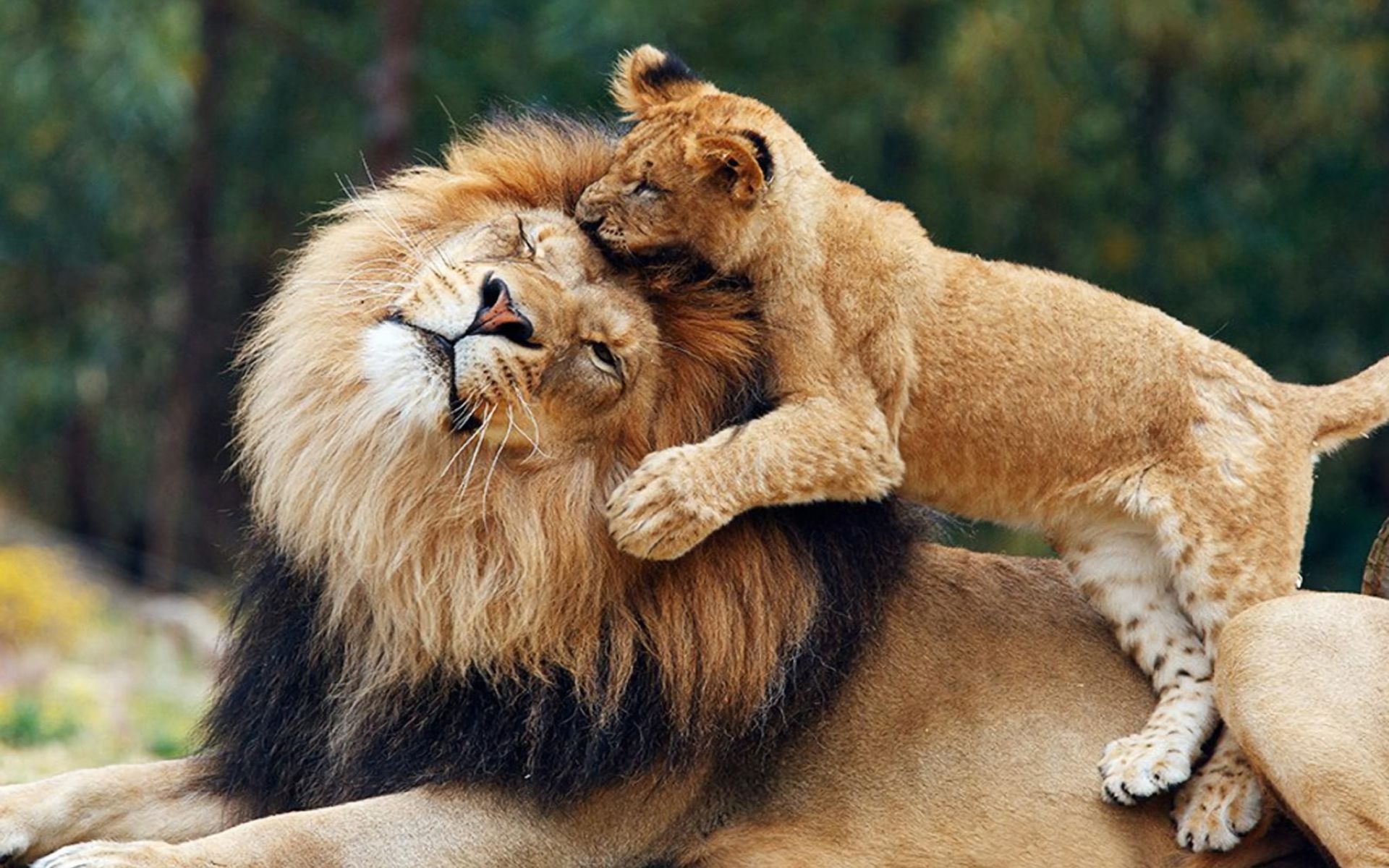 Lion daddy