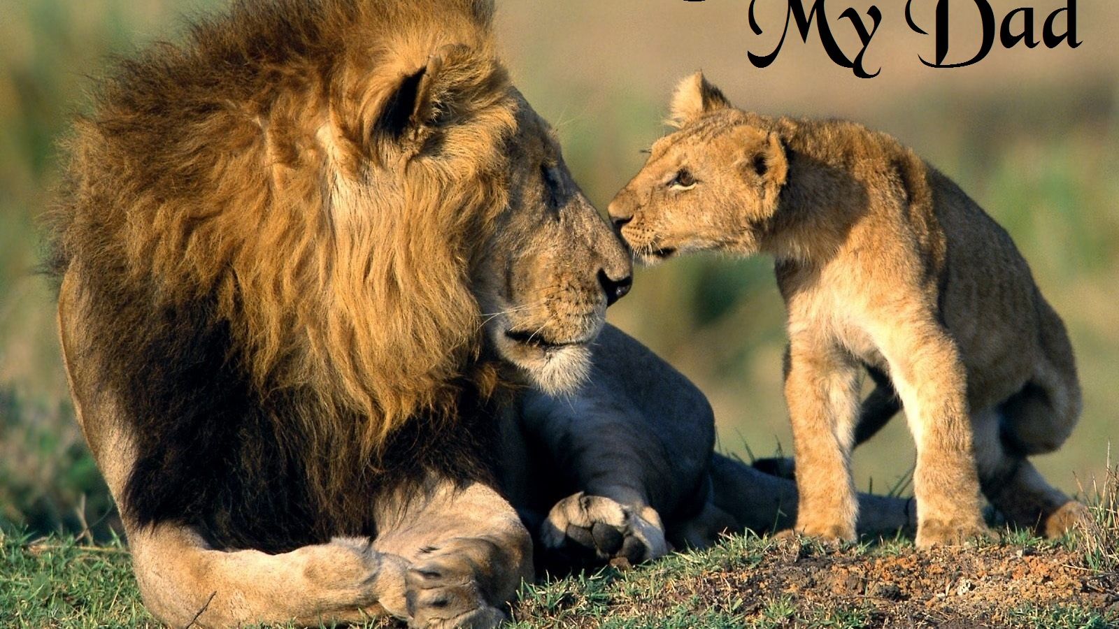 Free download To download click on I Love My Dad Fathers Day Lion Wallpaper then [1600x1200] for your Desktop, Mobile & Tablet. Explore I Love Daddy Wallpaper