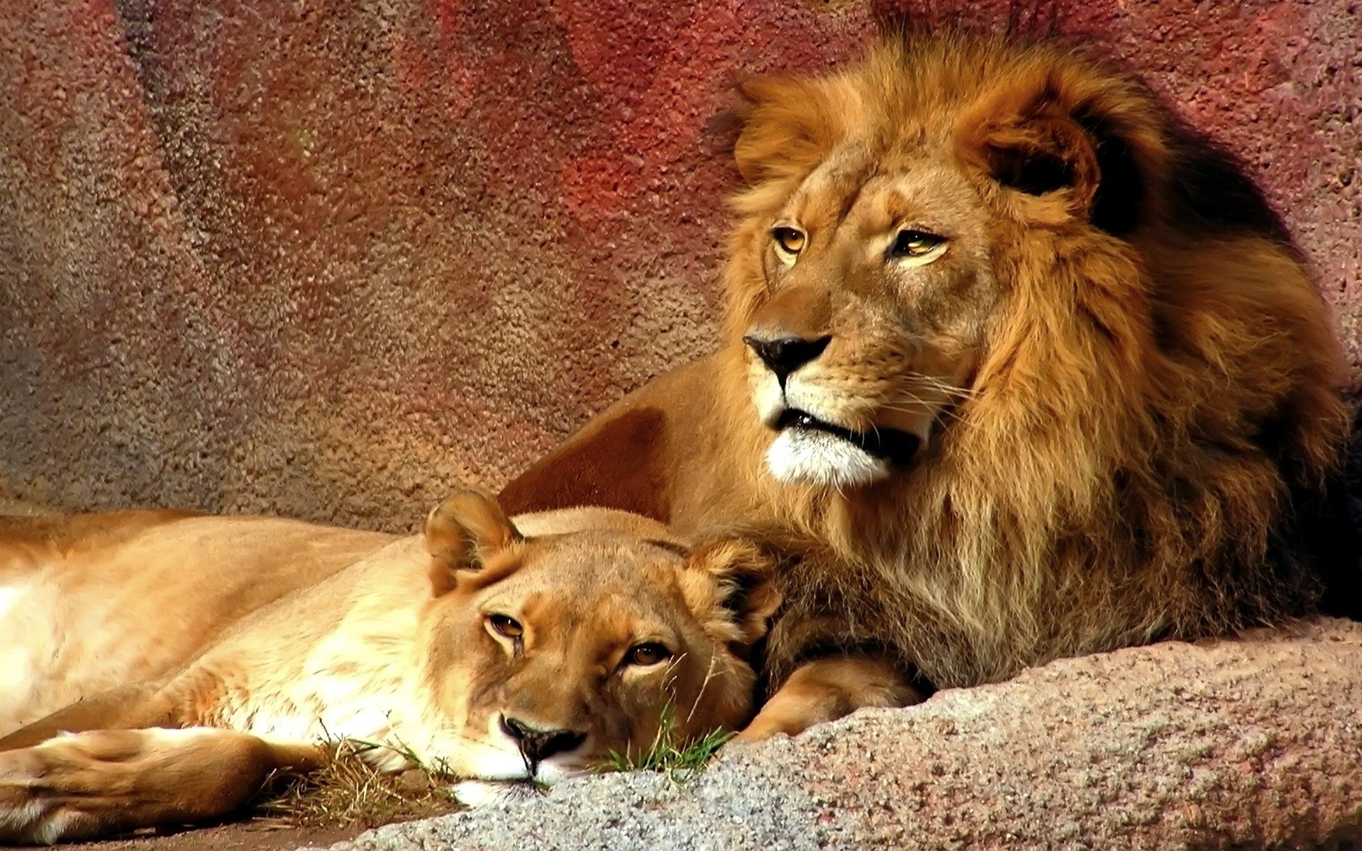 Free download Lion And Lioness Love Wallpaper Myspace Picture to pin [1920x1200] for your Desktop, Mobile & Tablet. Explore Lioness Wallpaper. Bing Lioness Wallpaper