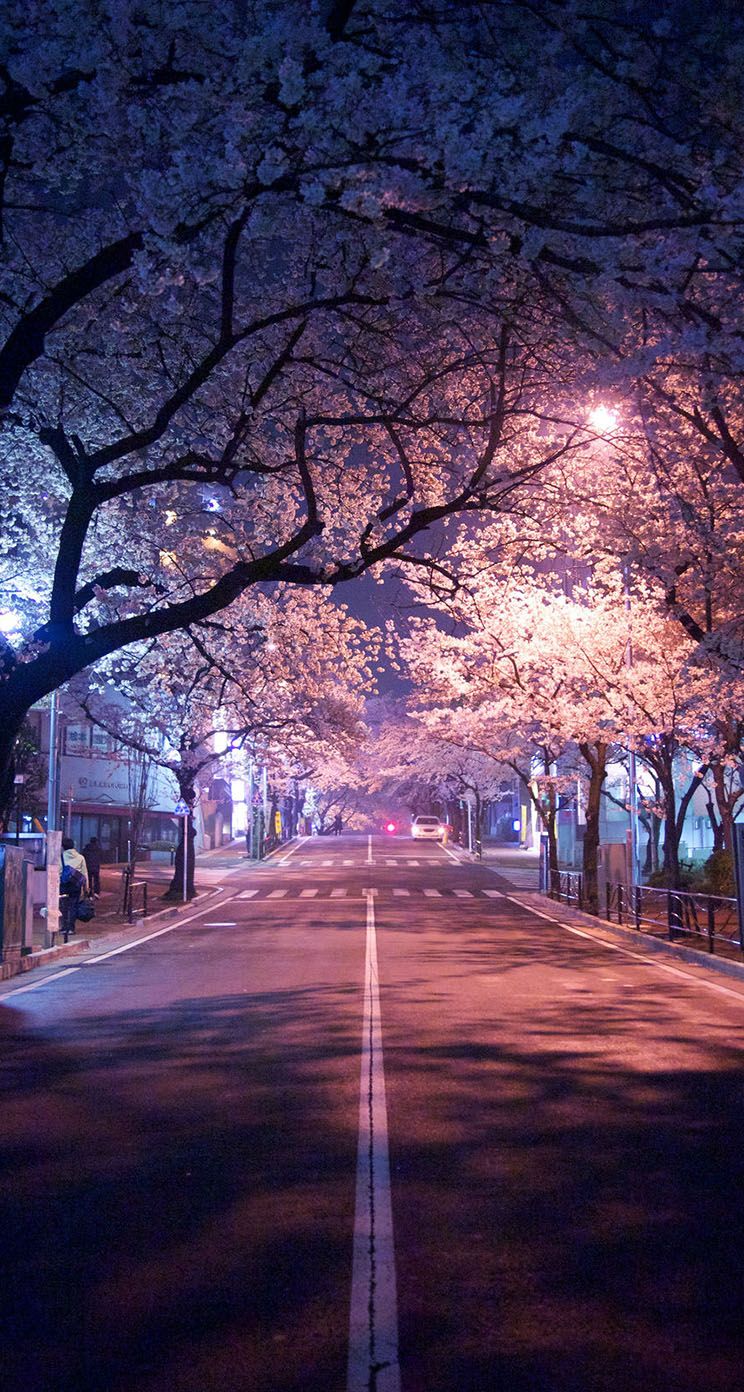 The iPhone Wallpaper tokyo cherry blossom