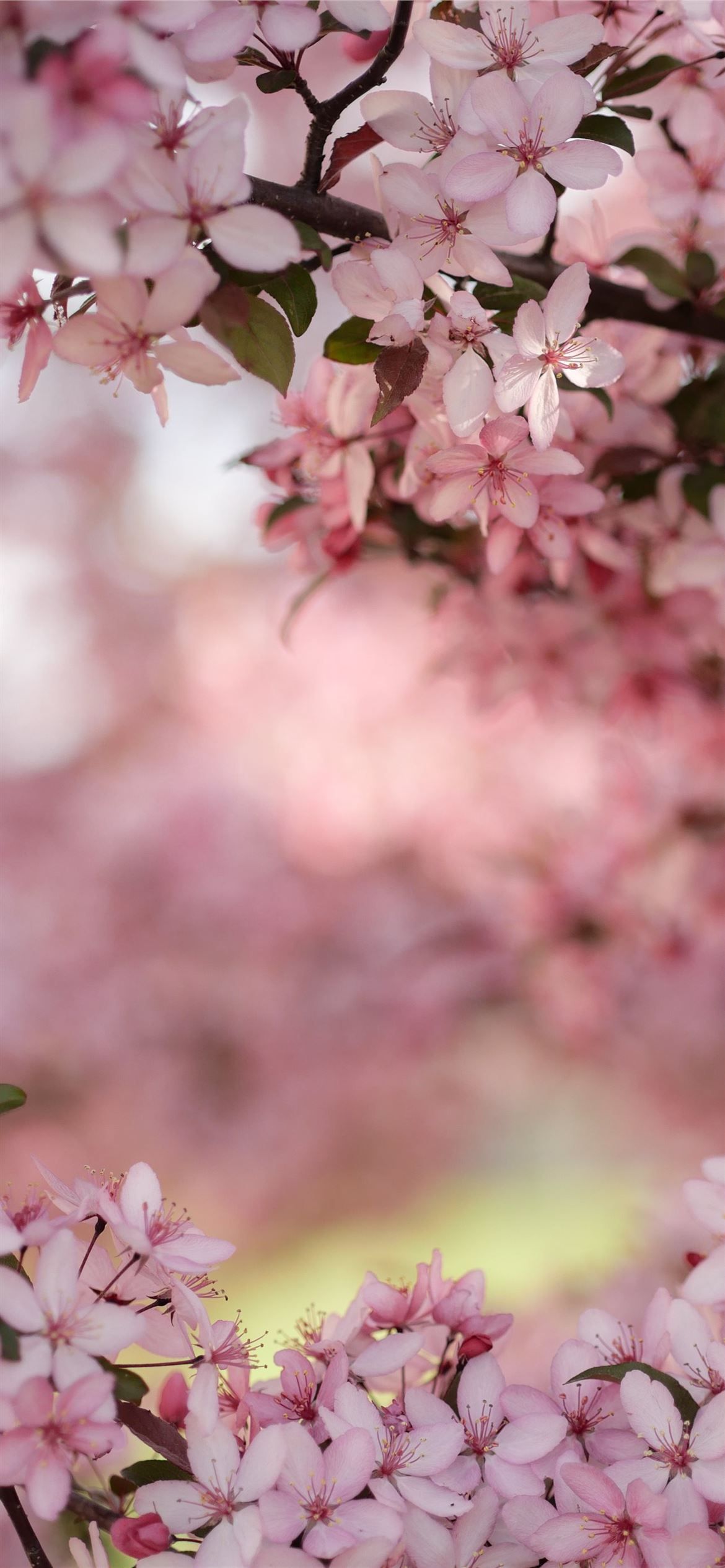 selective focus photography of cherry blossoms iPhone 12 Wallpaper Free Download