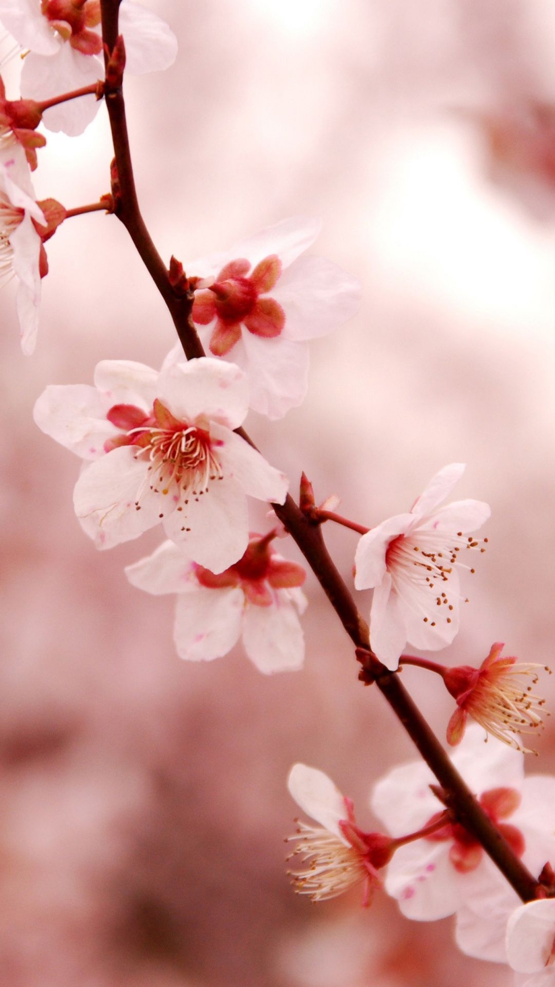Cherry and Sakura Flowers Mobile Wallpaper