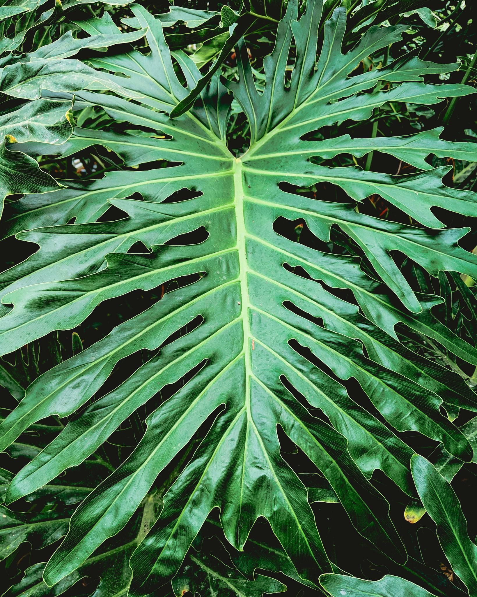 Green Leaves Of Monstera Philodendron Wall Mural - Murals Your Way