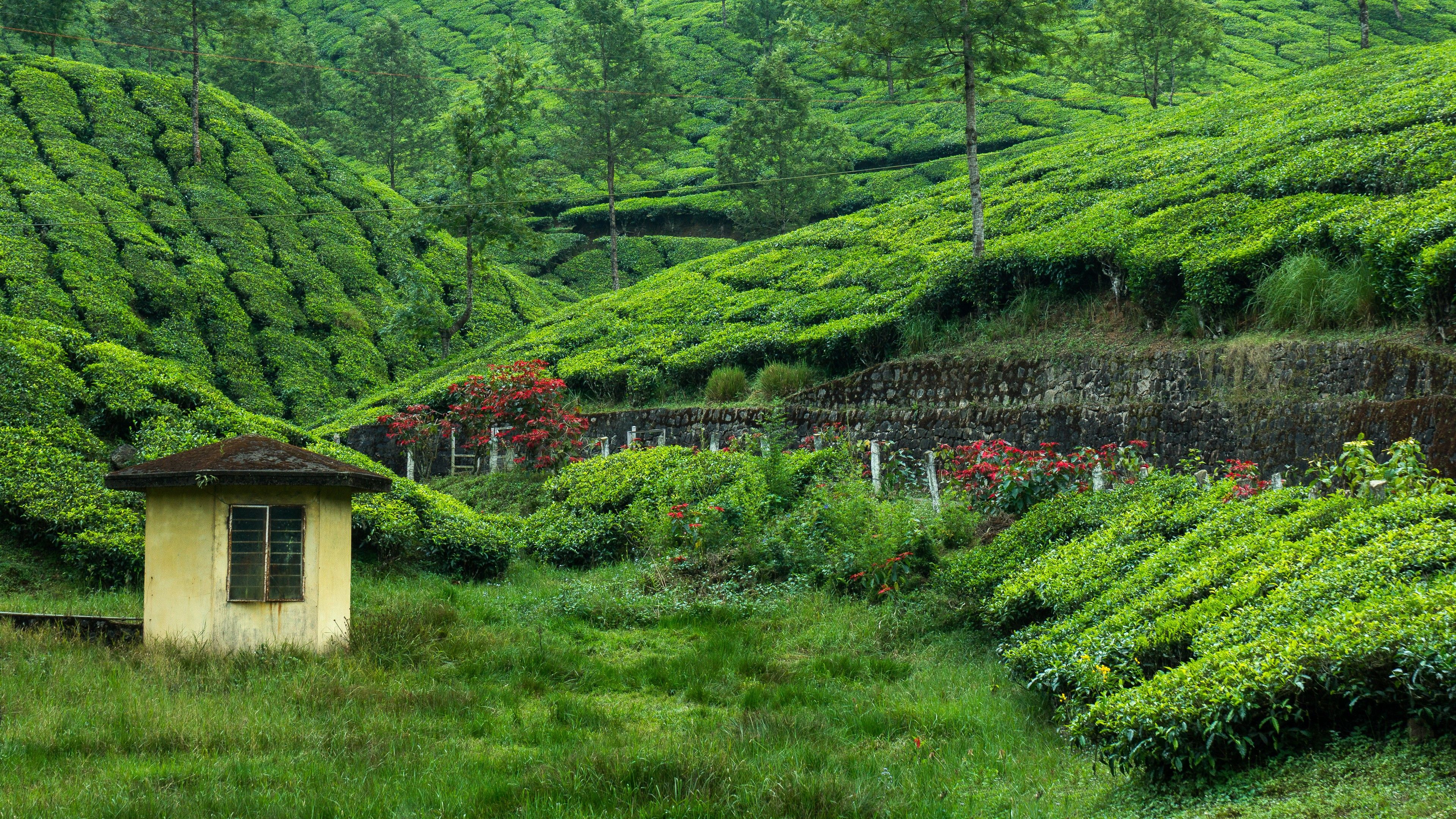 Tea Estate 4K Wallpaper, Hill Station, Greenery, Western Ghats, Pattern, Plantation, Landscape, Nature