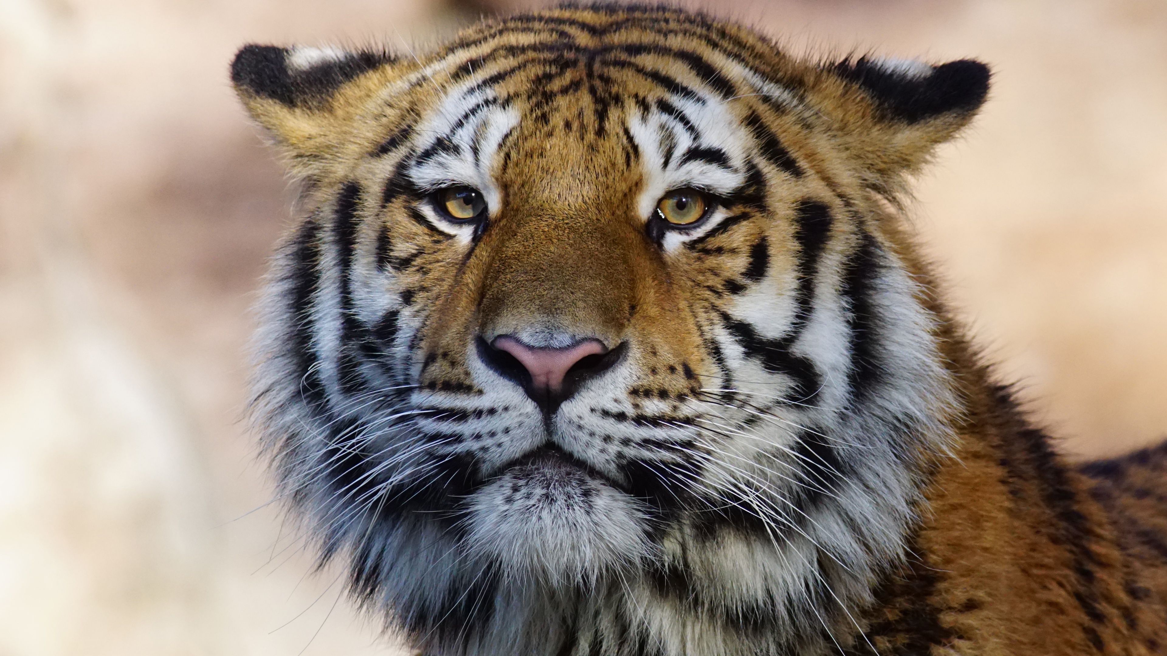 Tiger Wild Animal 4k, HD Animals, 4k Wallpaper, Image, Background, Photo and Picture