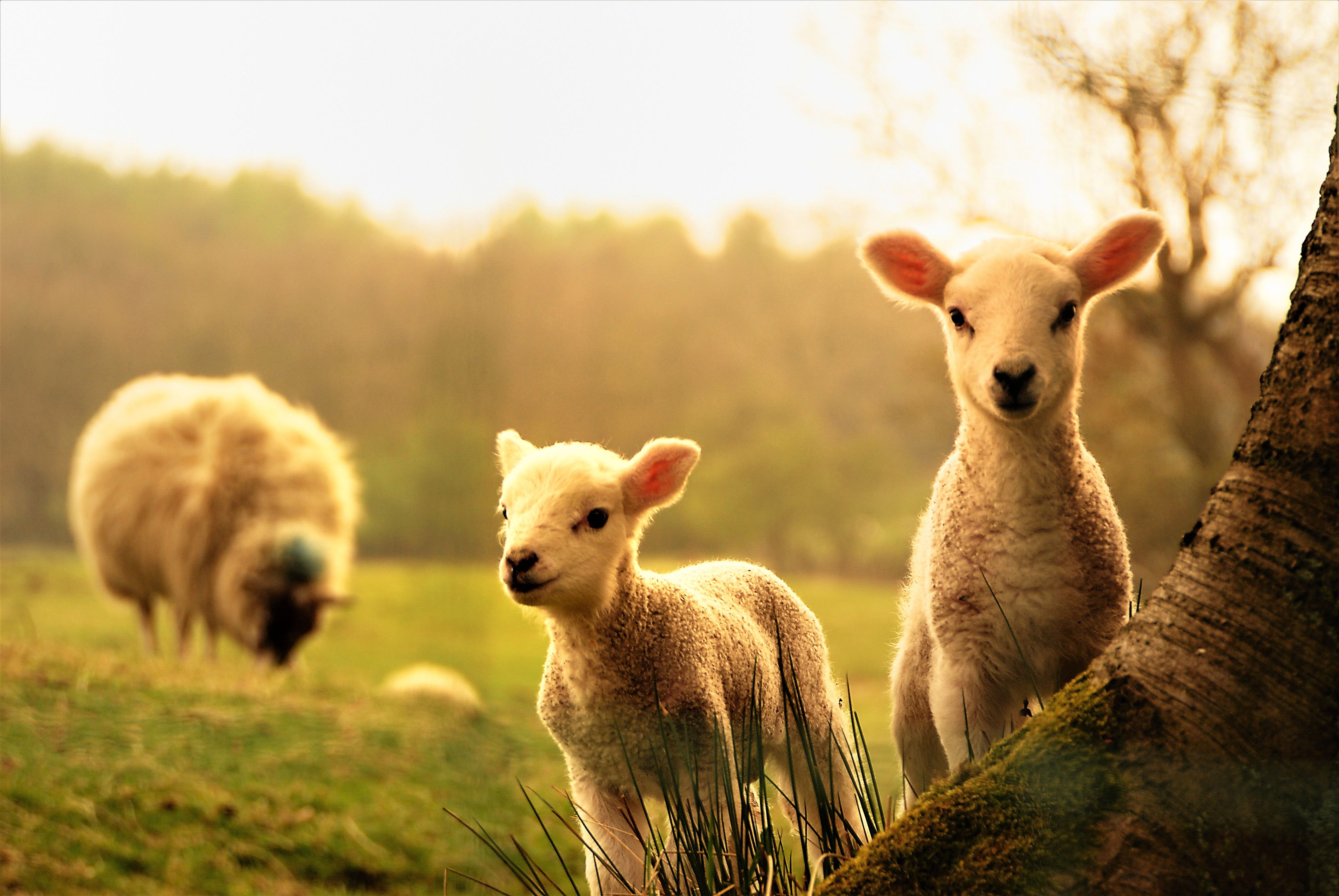 animal, easter, lamb, nature, schfchen, sheep, spring 4k wallpaper