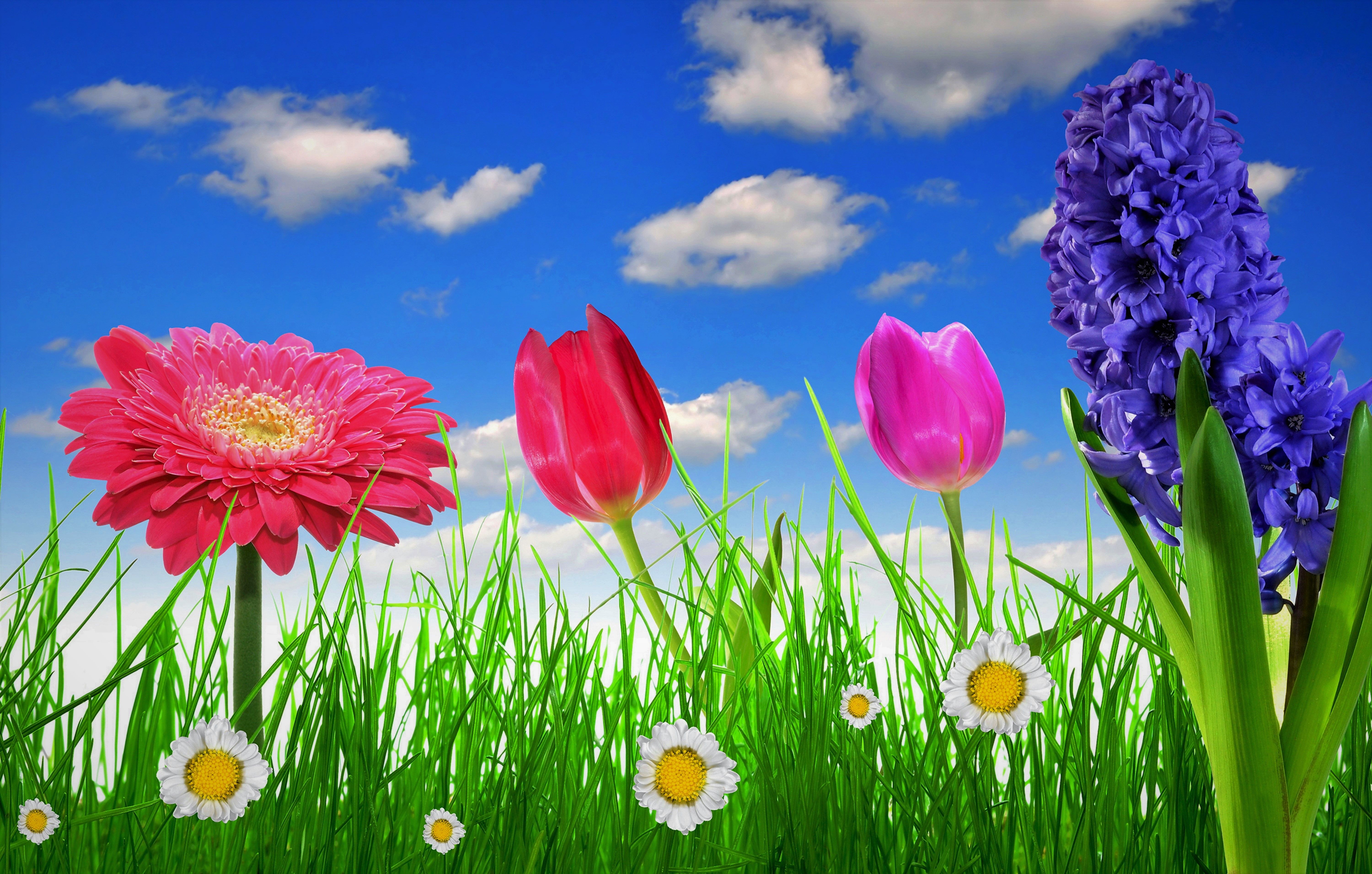Tulip, Gerbera, Hyacinth, Earth, Spring, Flower, Daisy, Grass wallpaper