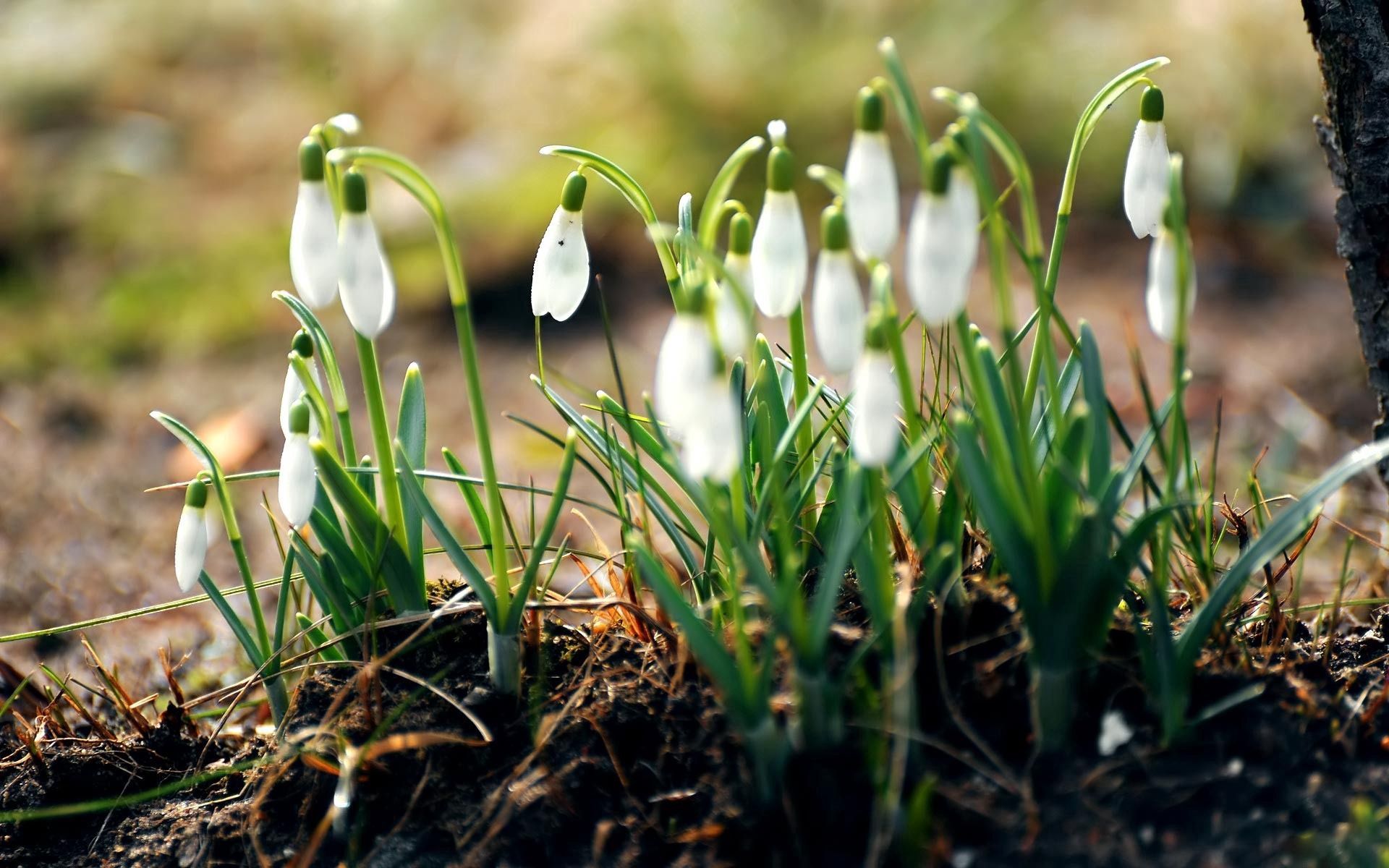 Download wallpaper 1920x1200 snowdrops, flowers, primroses, spring, leaves, earth HD background