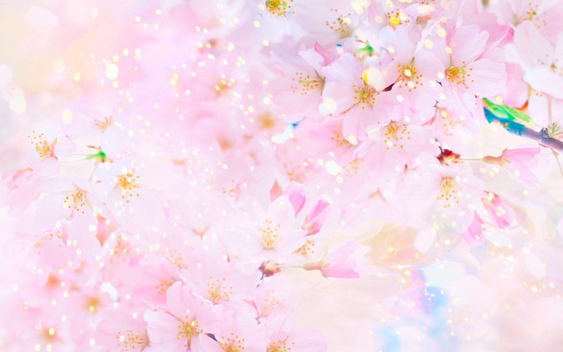 Sakura wallpaper, Earth, Spring, Blossom, Pastel, Pink, Sunny, flower • Wallpaper For You HD Wallpaper For Desktop & Mobile
