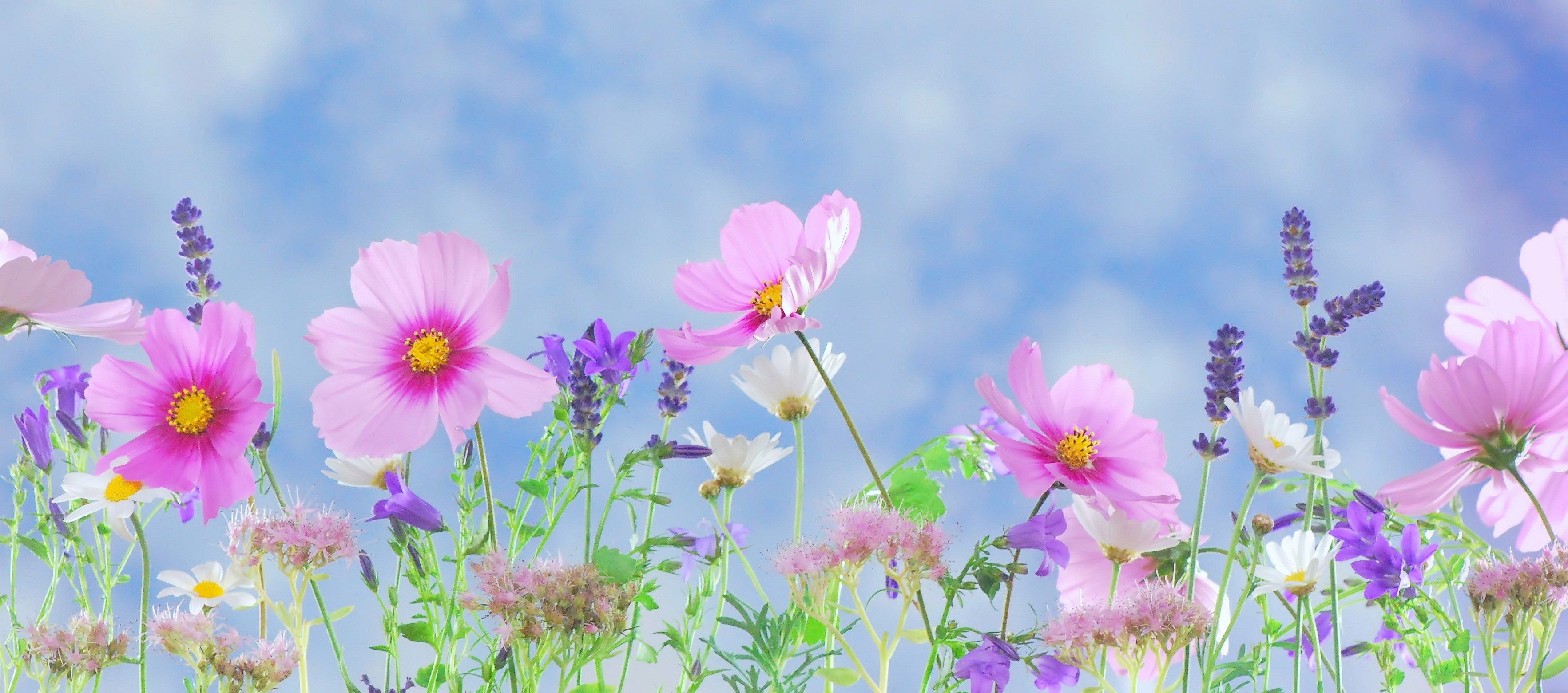 Colorful, Cosmos, Colors, Earth, Spring, Flower wallpaper