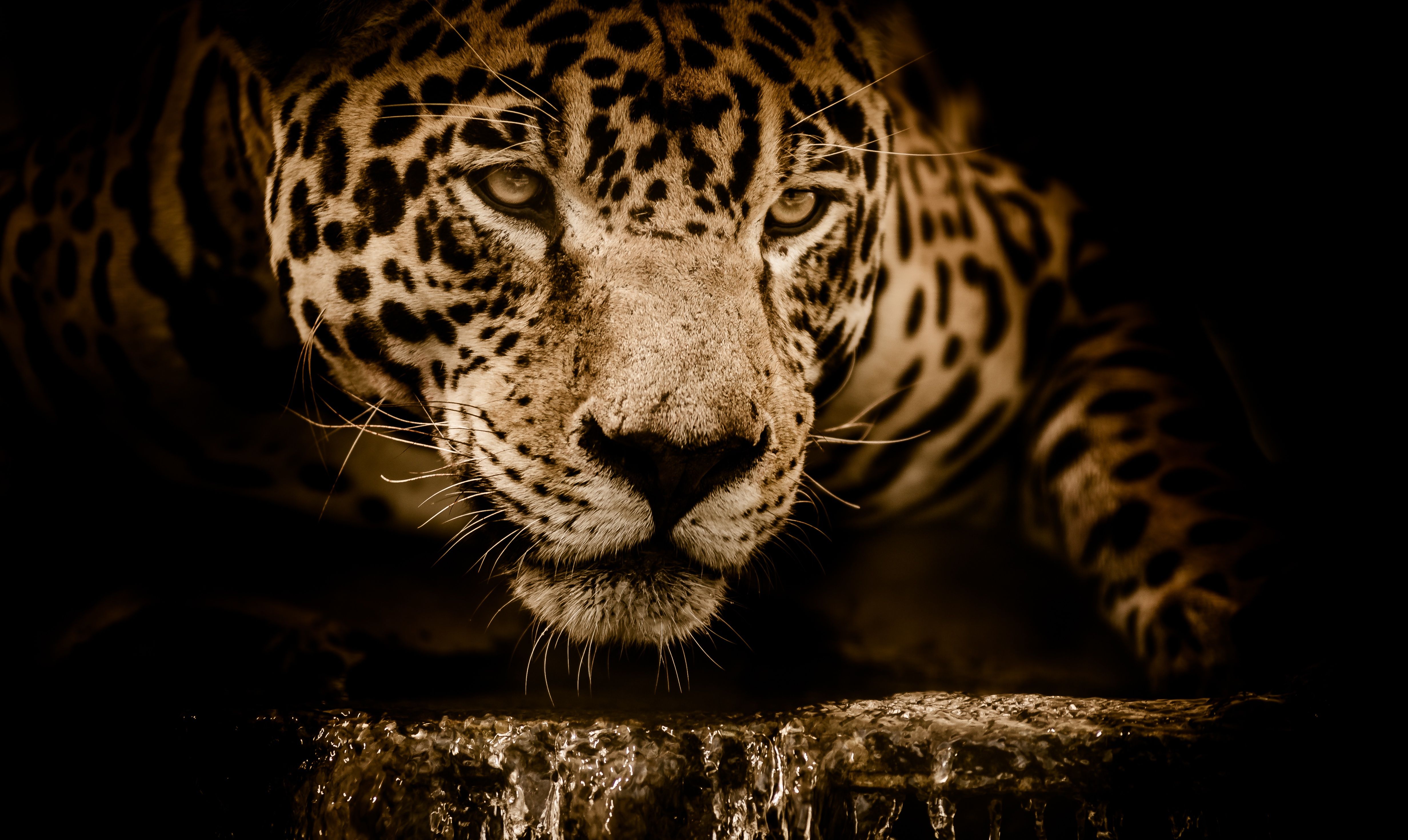 Jaguar 4K Wallpaper, Wildcat, Black background, Wild animal, Carnivore, 5K, Animals