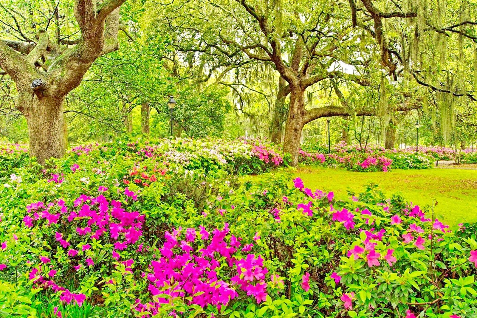 Earth Spring HD Wallpaper Background Image Cart. Beautiful flowers garden, Savannah chat, Beautiful flowers