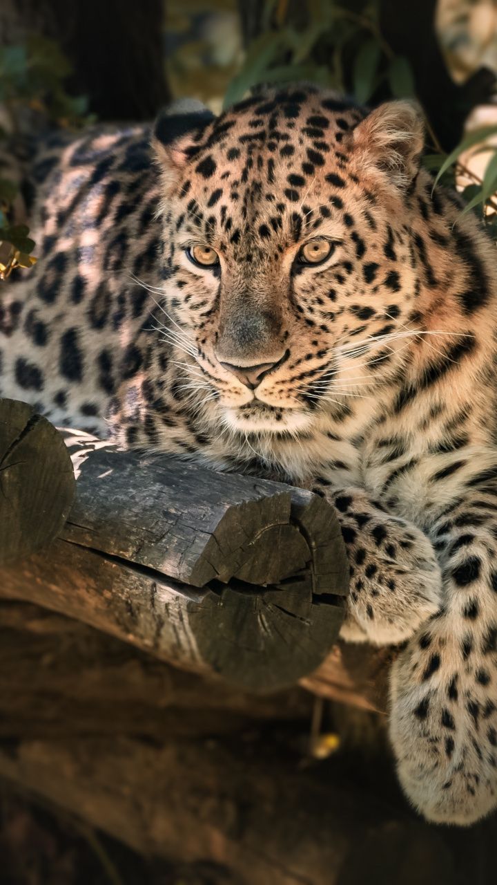 wallpaper Zoo, wild animal, sit, relaxed, leopard. Animals, Animals wild, Animal wallpaper