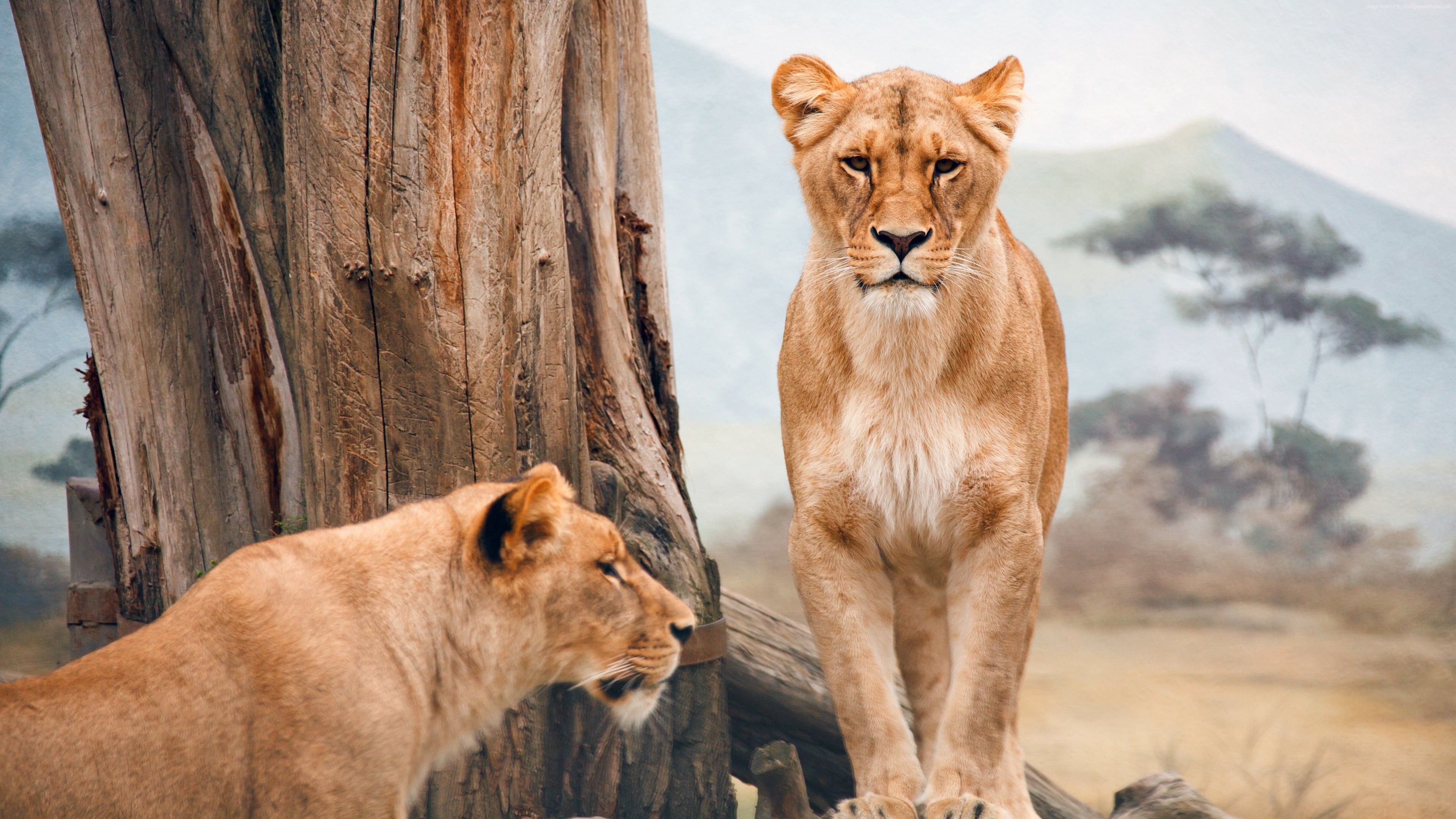 Wallpaper african lioness, nature, wild, animals, Animals Wallpaper Download Resolution 4K Wallpaper