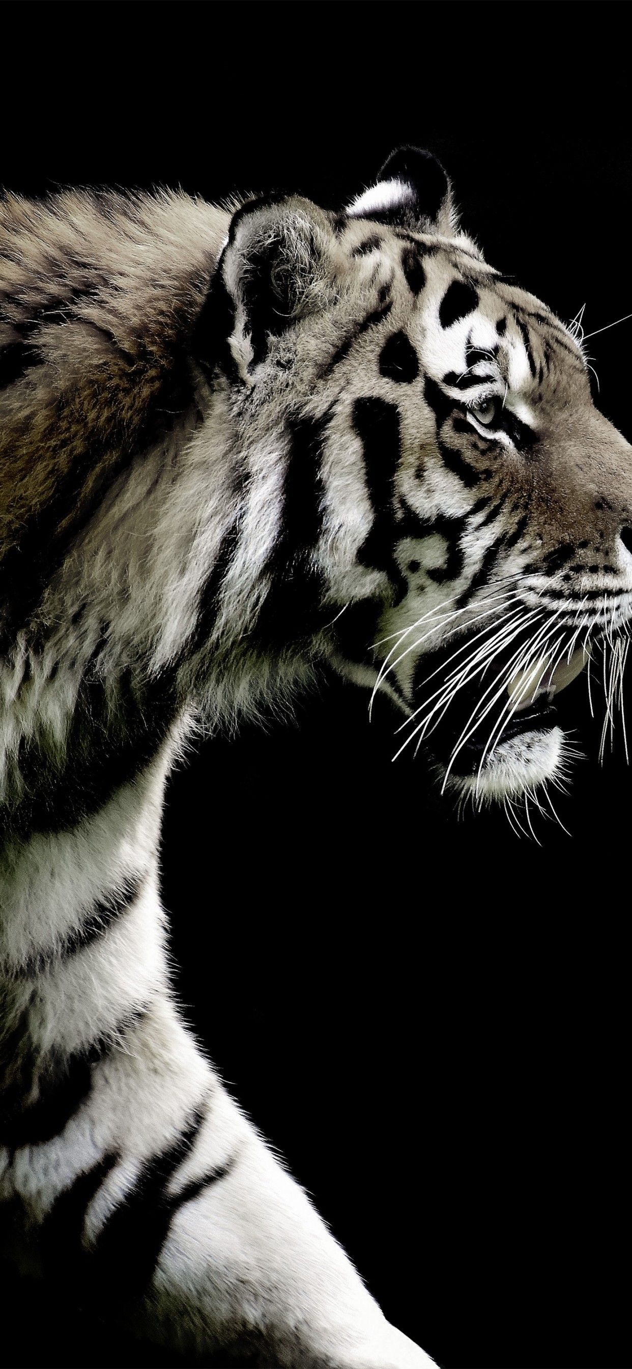 Tiger 4K Wallpaper, Brick wall, Wild animals, Animals