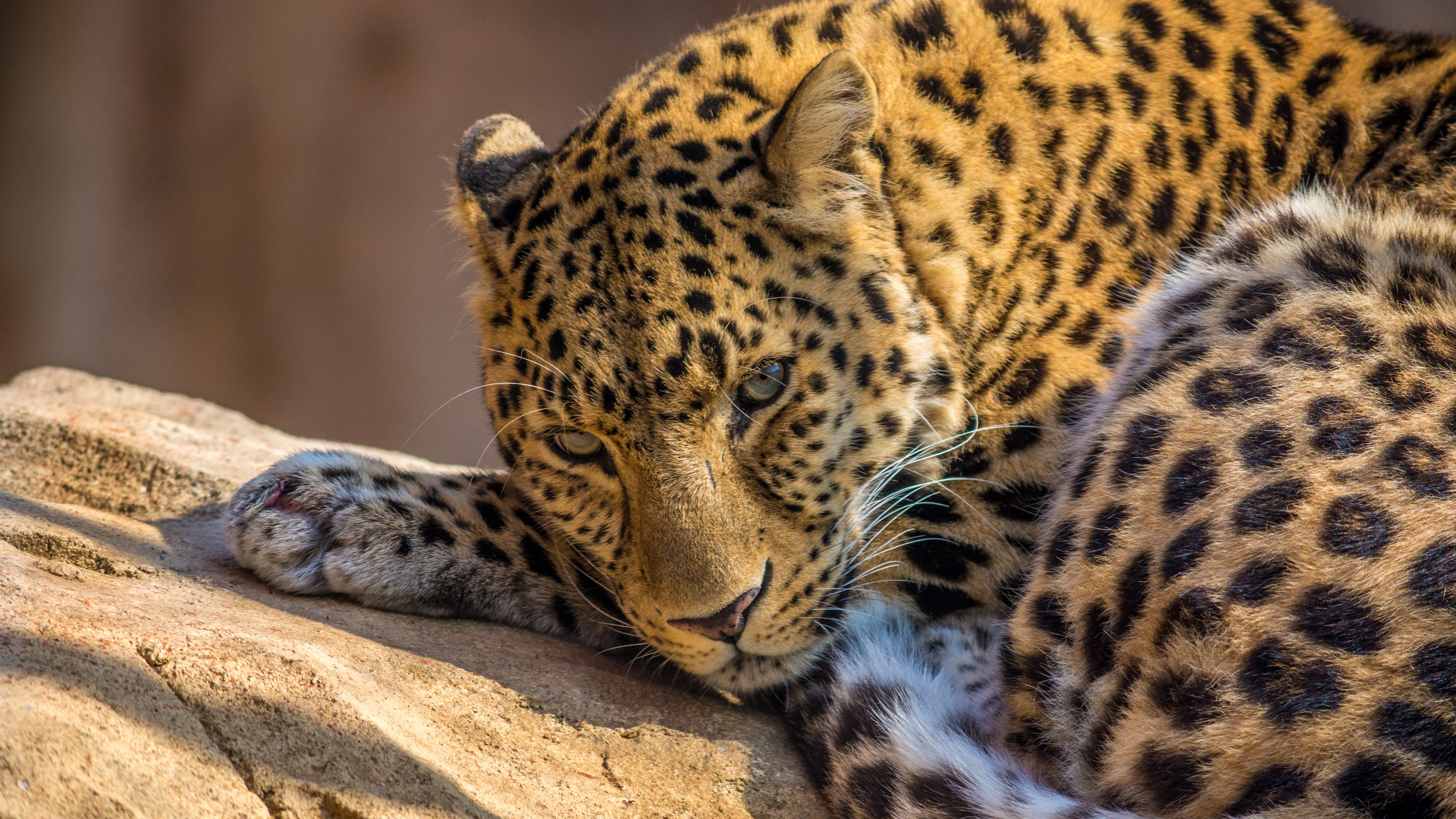 Leopard 4K Wallpaper, Wild animal, Carnivore, Predator, Closeup, Face, Big cat, Staring, 5K, Animals
