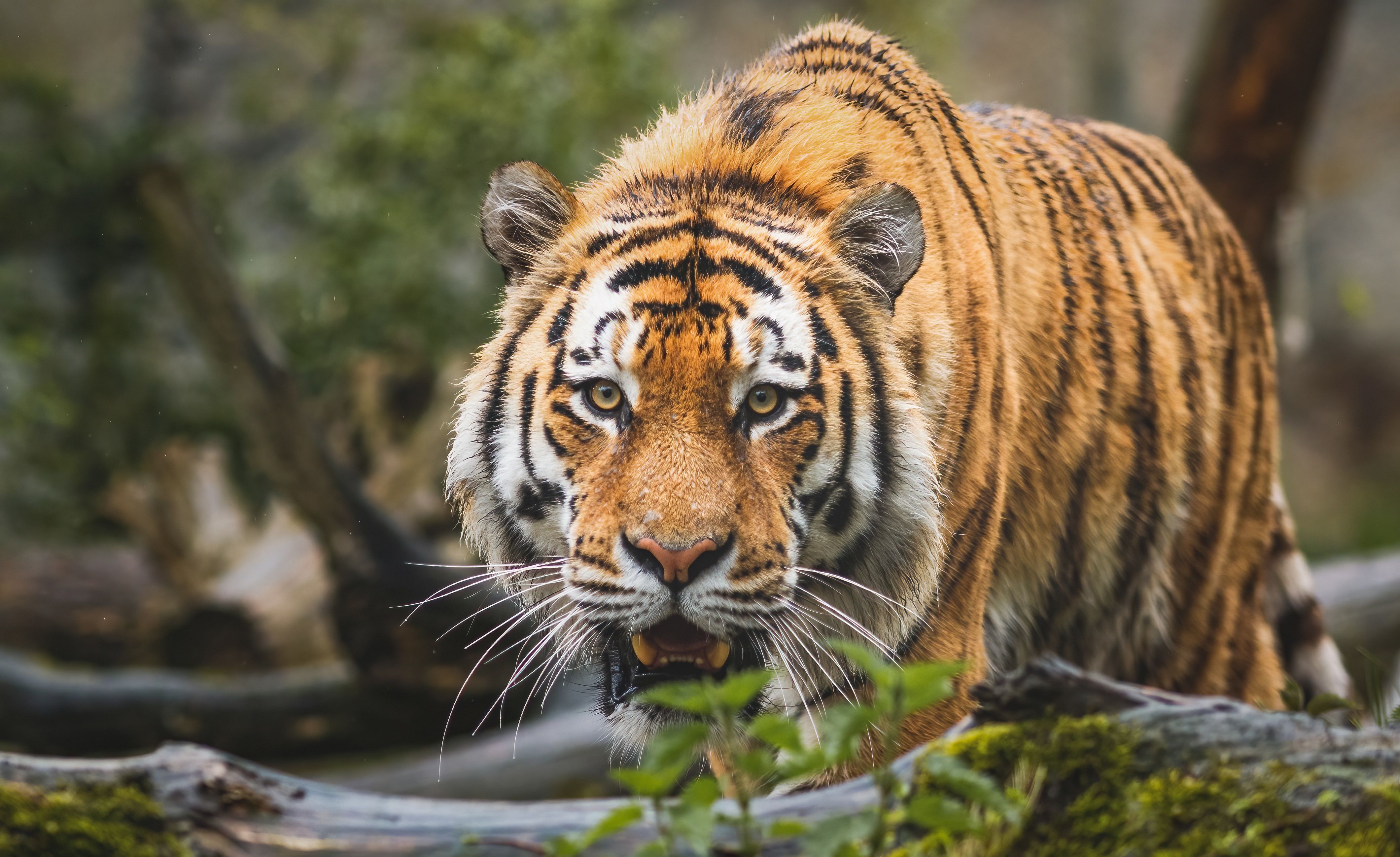 Bengal Tiger 4K Wallpaper, Big cat, Predator, Wild animal, Animals