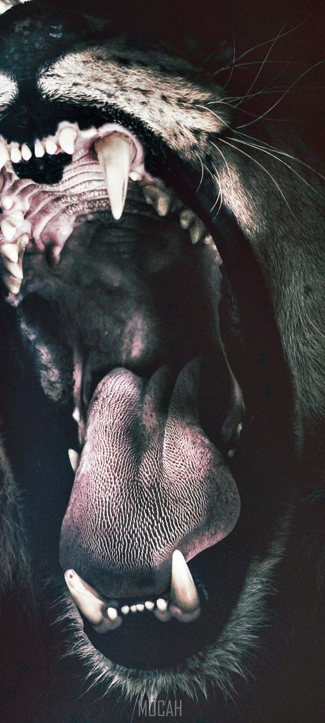 lion teeth roar fear angry roaring strength, Oppo A92 wallpaper hd, 1080x2400. Mocah HD Wallpaper