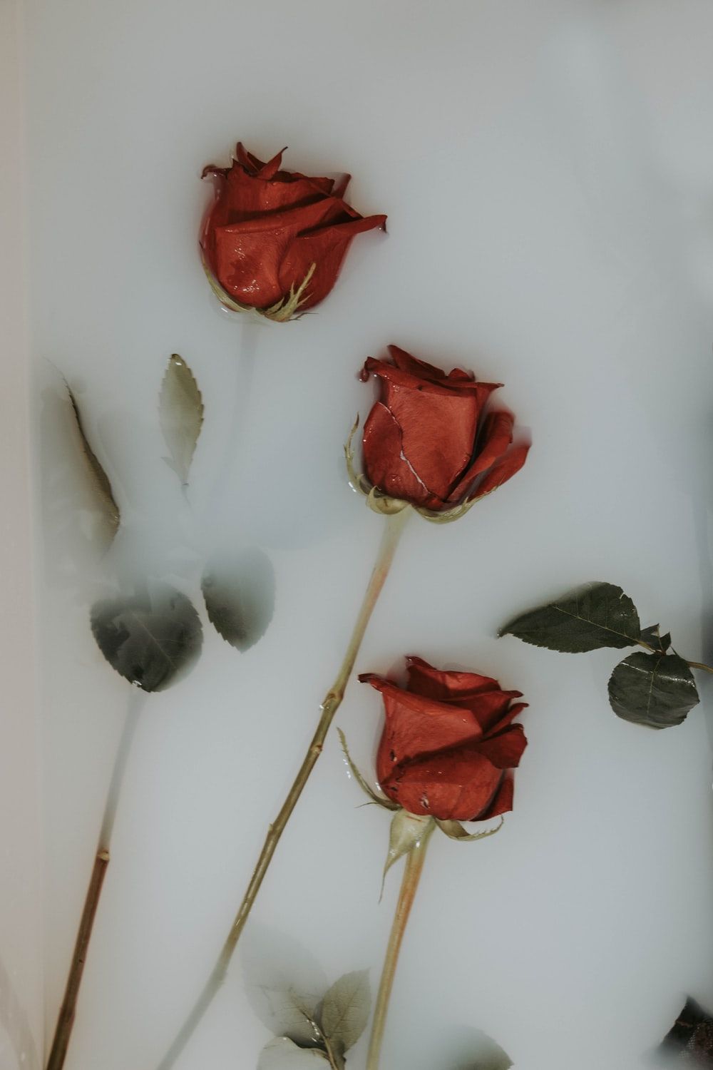 three red roses on white panel photo