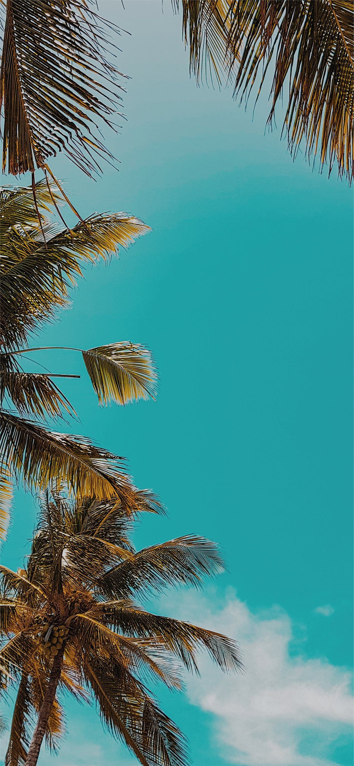 Apple ob59 summer tree palm nature iPhone X Wallpaper Free Download