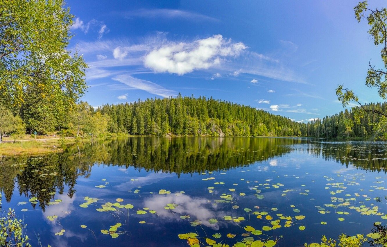 Wallpaper forest, summer, trees, lake, reflection, Norway, Norway, Oslo County, Skjennungen Lake image for desktop, section пейзажи