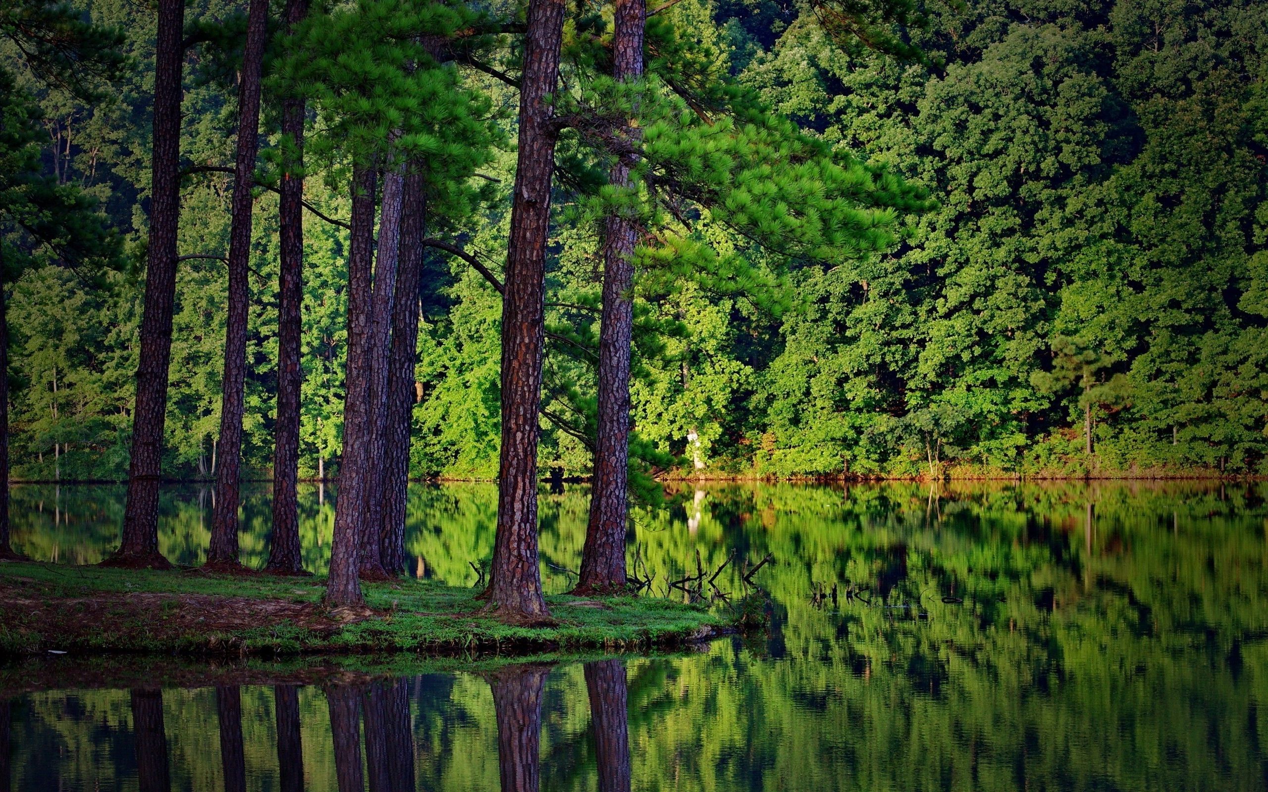 nature landscape summer trees forest lake reflection spruce wood plants wallpaper