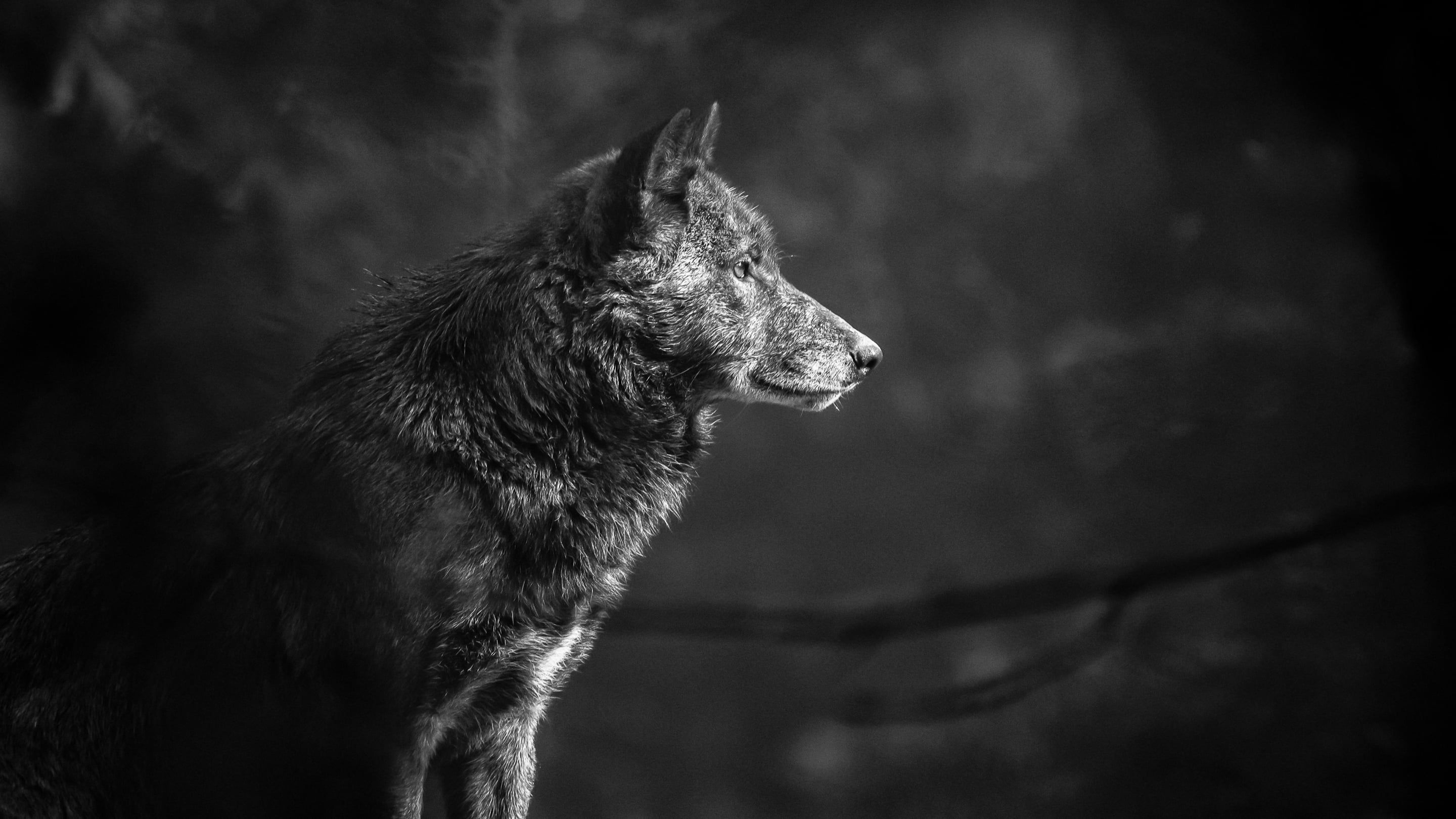 gray scale photography of wolf grey wolf gray scale #photography #timberwolf Bad Mergentheim #animal #mammal #wolf #c. Wolf wallpaper, Wolf background, Black wolf