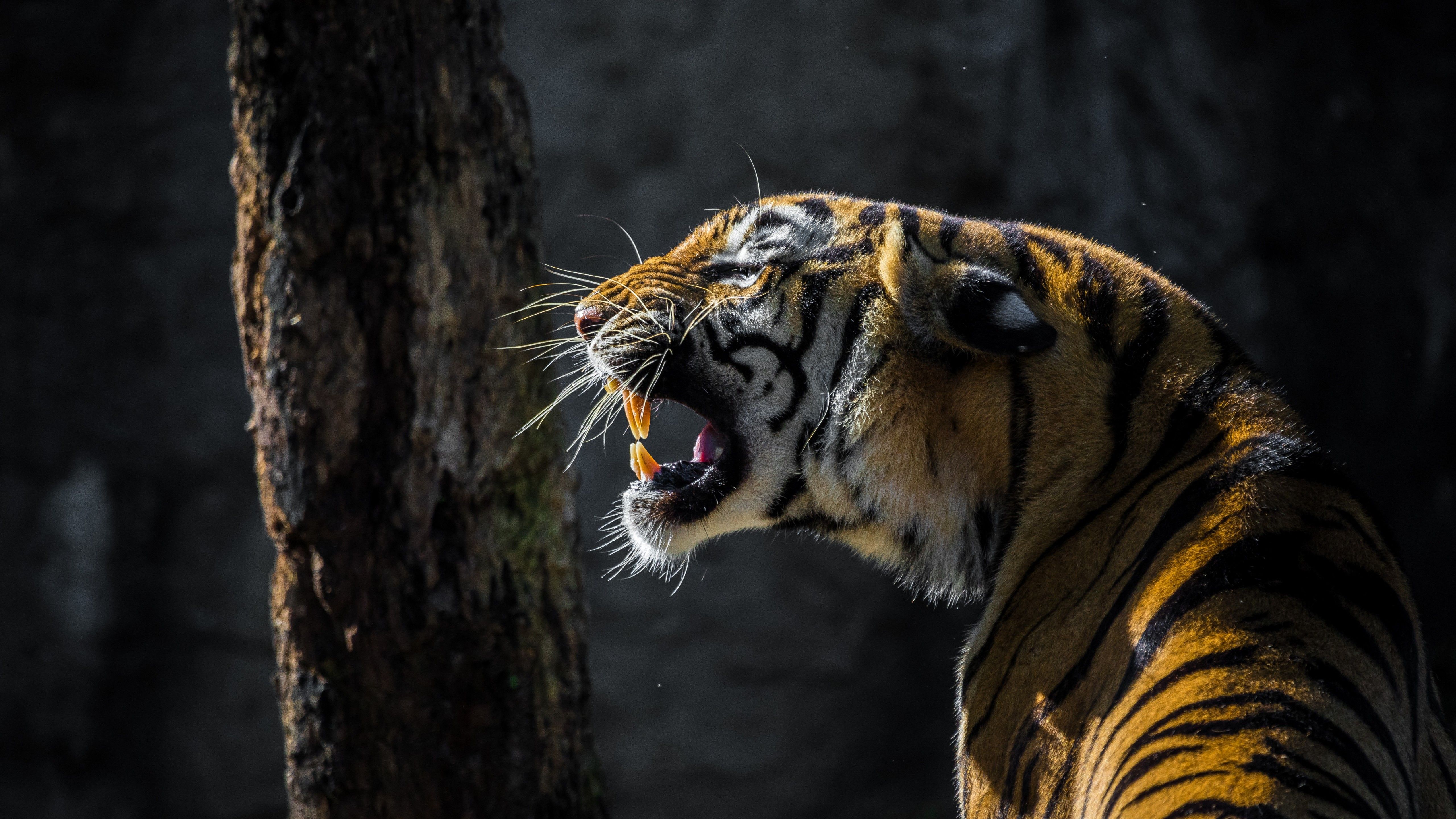 Tiger 4K Wallpaper, Big cat, Roaring, Wildlife, Tree, Forest, Day light, 5K, Animals