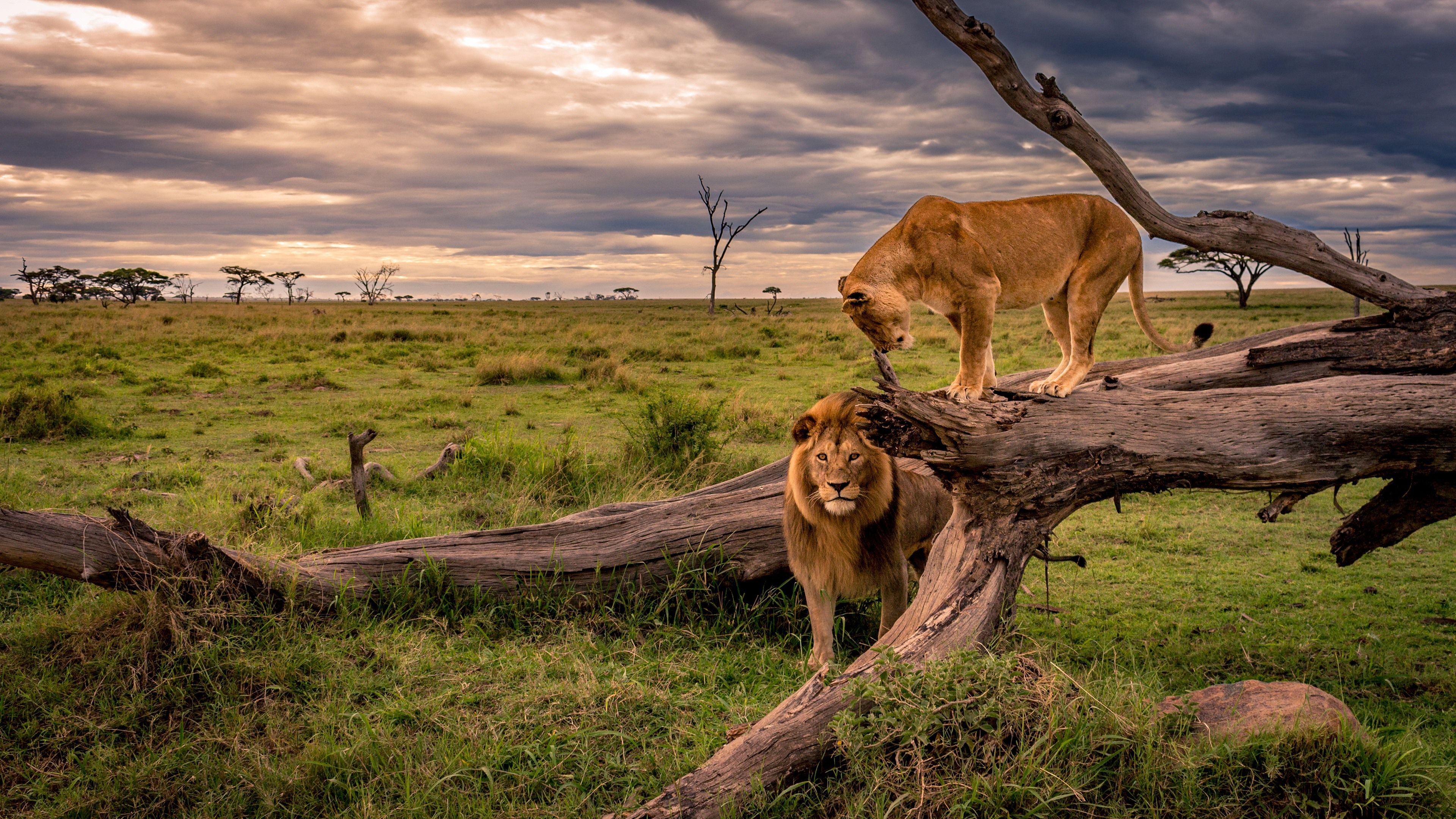 Wallpaper Lion and lioness, Africa, wildlife 3840x2160 UHD 4K Picture, Image