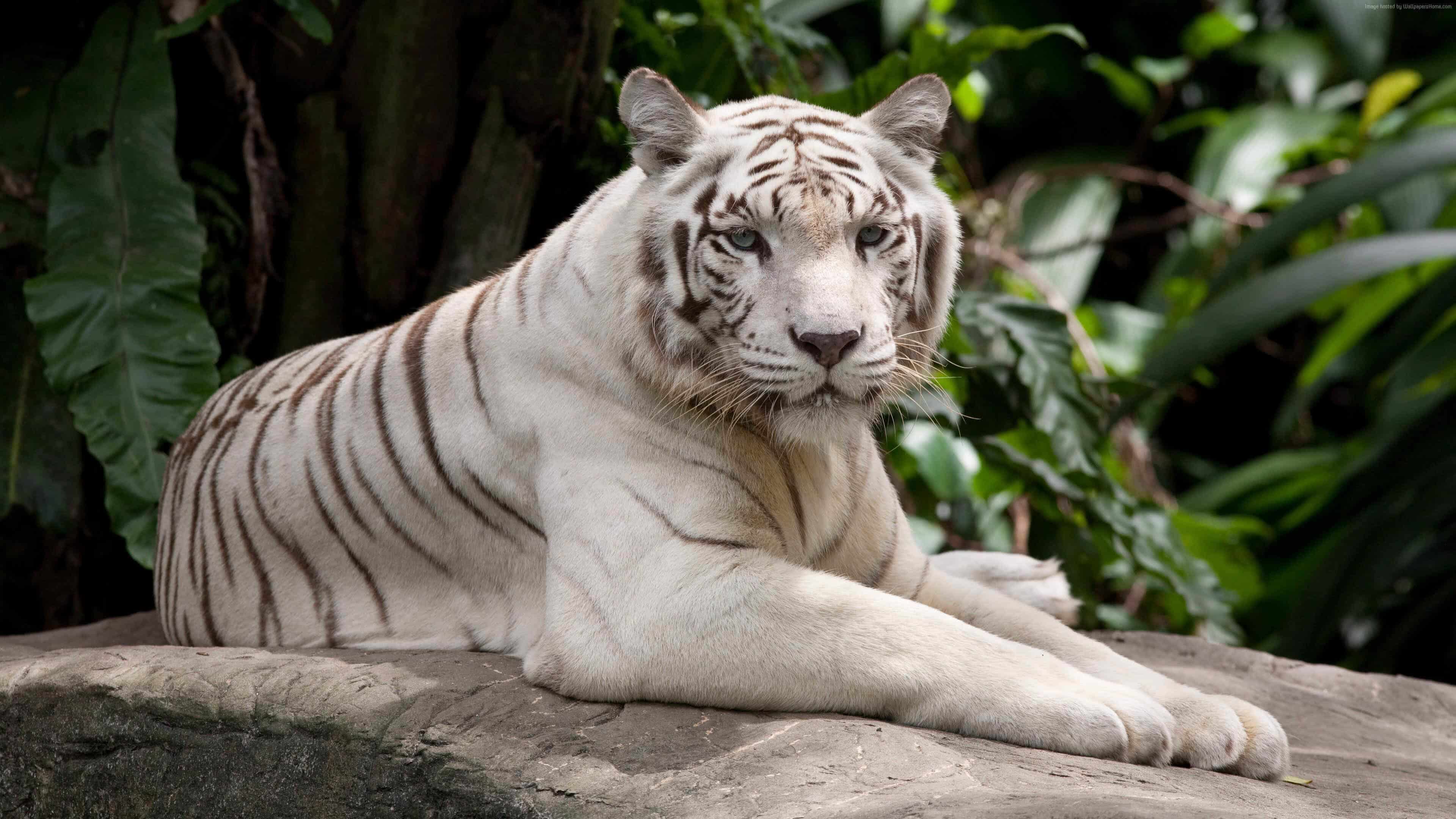 4k Wallpaper White Tiger
