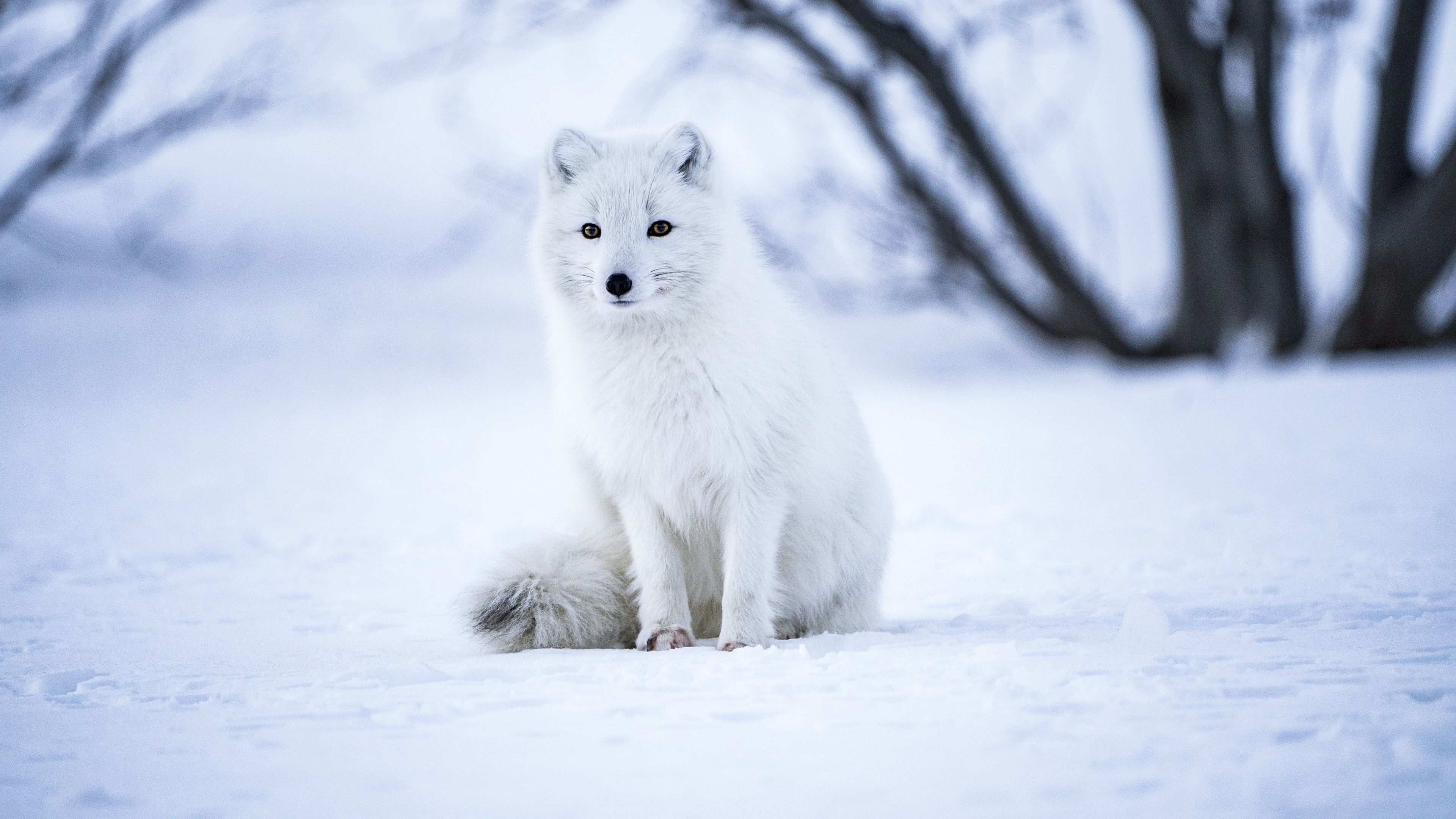 Arctic fox, White wolf, Iceland, Snow field, Selective Focus, Mammal, Wildlife, 4k Free deskk wallpaper, Ultra HD