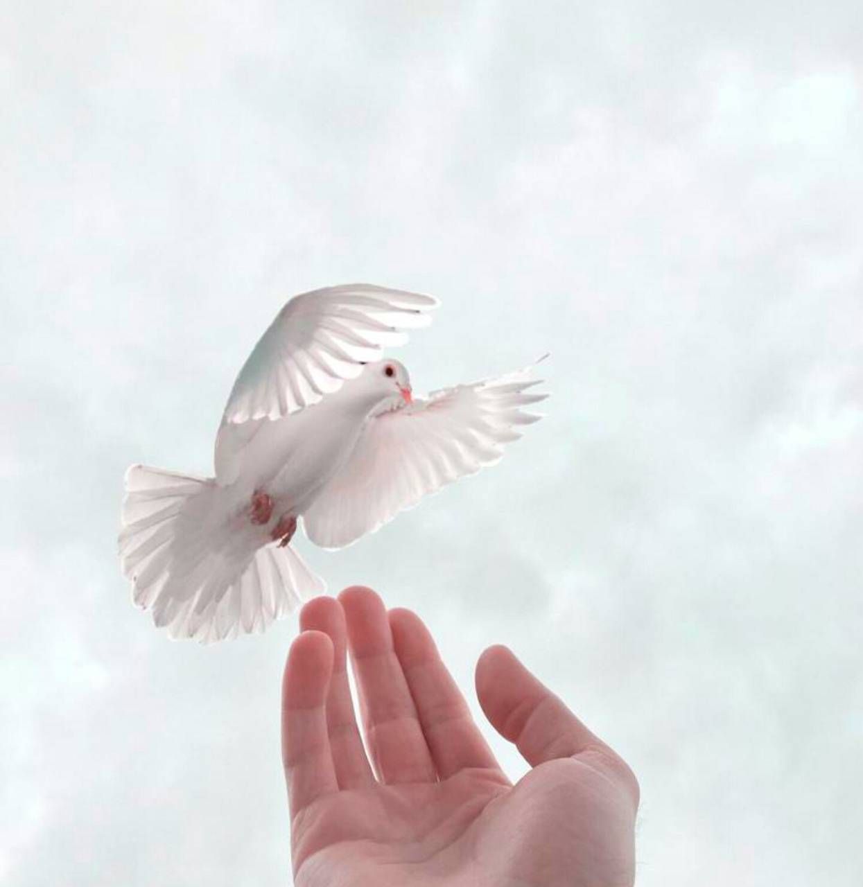 Bird in a hand wallpaper