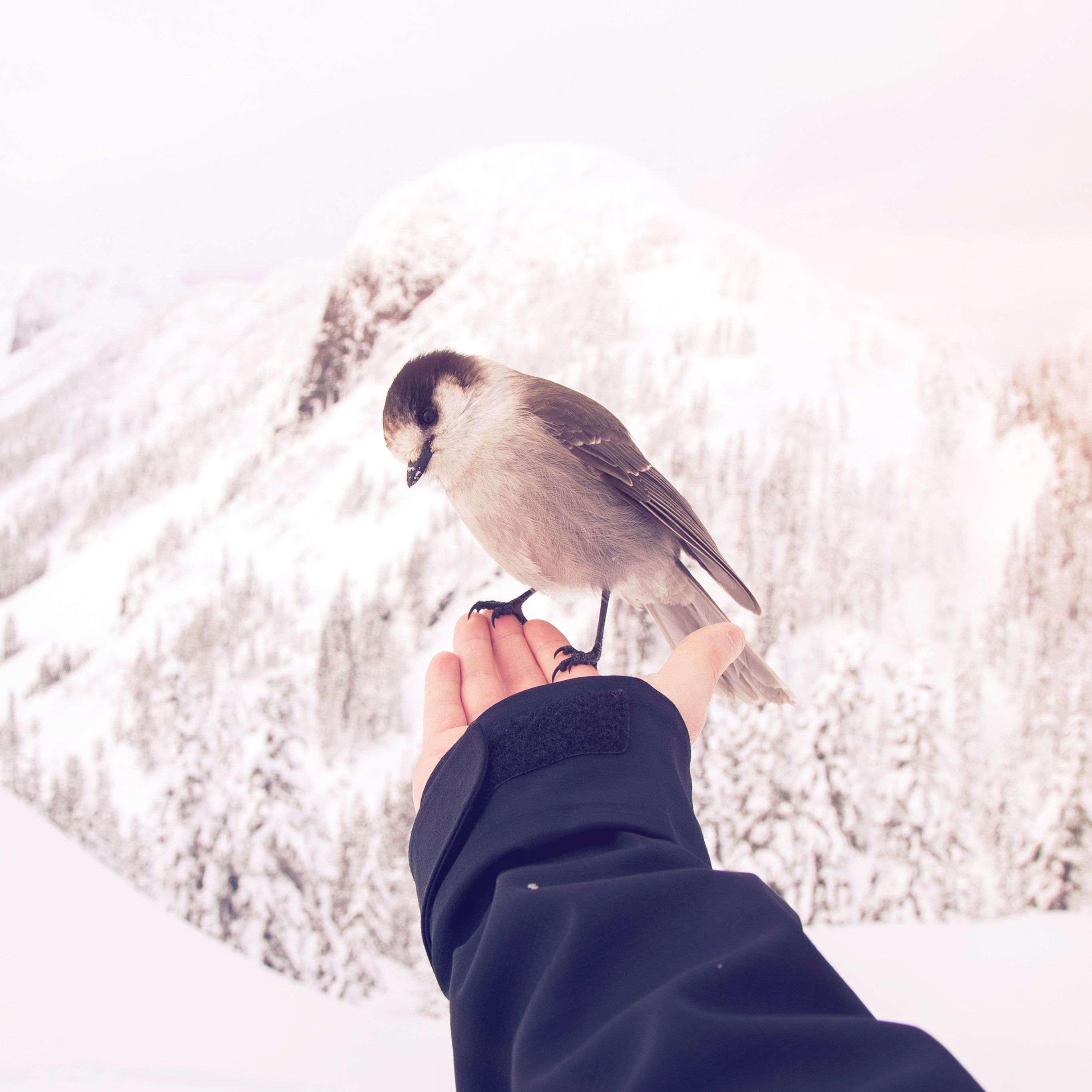 Bird On Hand Wallpapers - Wallpaper Cave