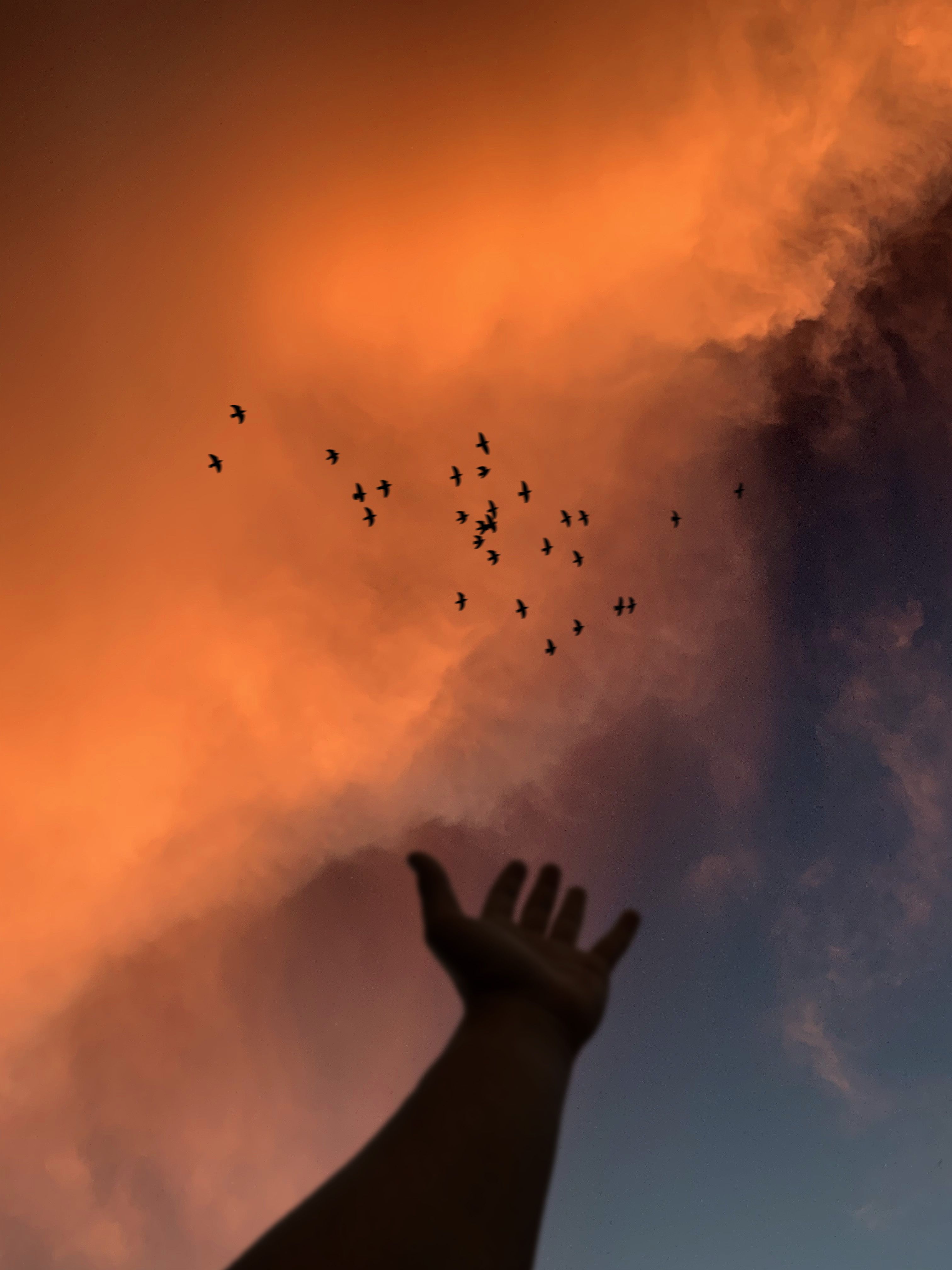 Download wallpaper 3024x4032 hand, sky, birds, clouds, twilight HD background