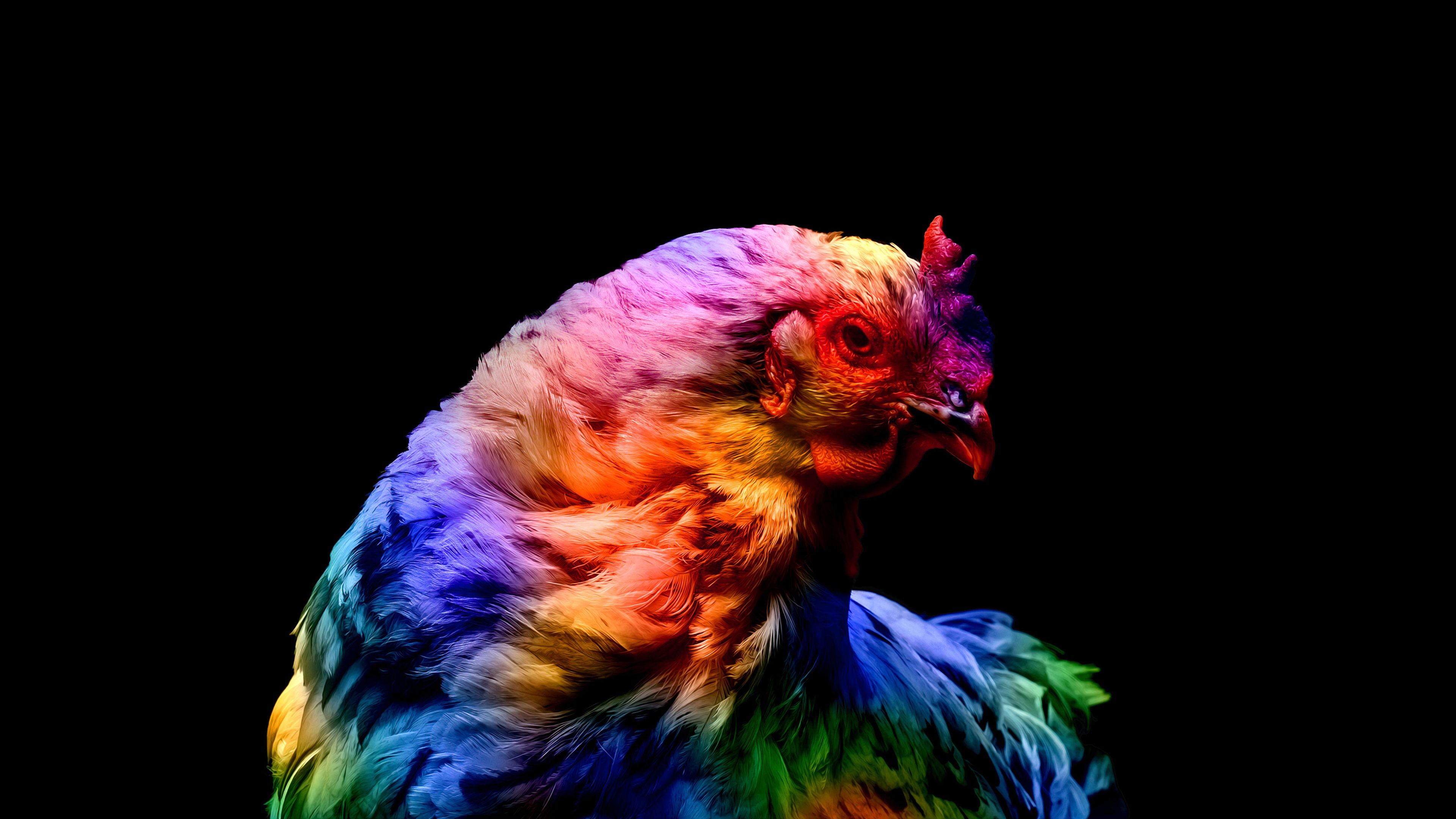 Chicken, Colorful, Black background, AMOLED, 4k Free deskk wallpaper, Ultra HD