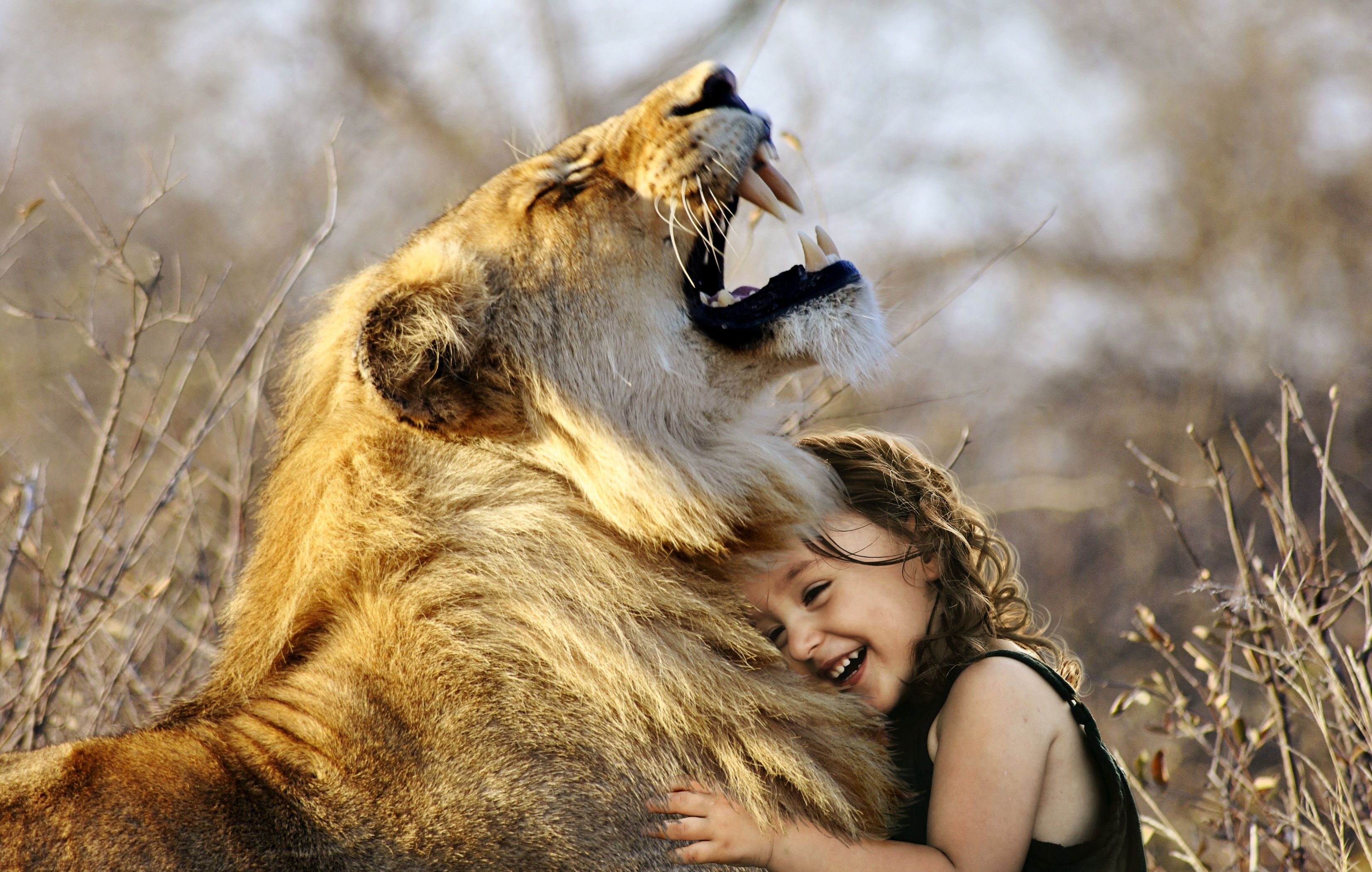 Little Girl Hugs Lion Roaring Cute 4k, HD Animals, 4k Wallpaper, Image, Background, Photo and Picture