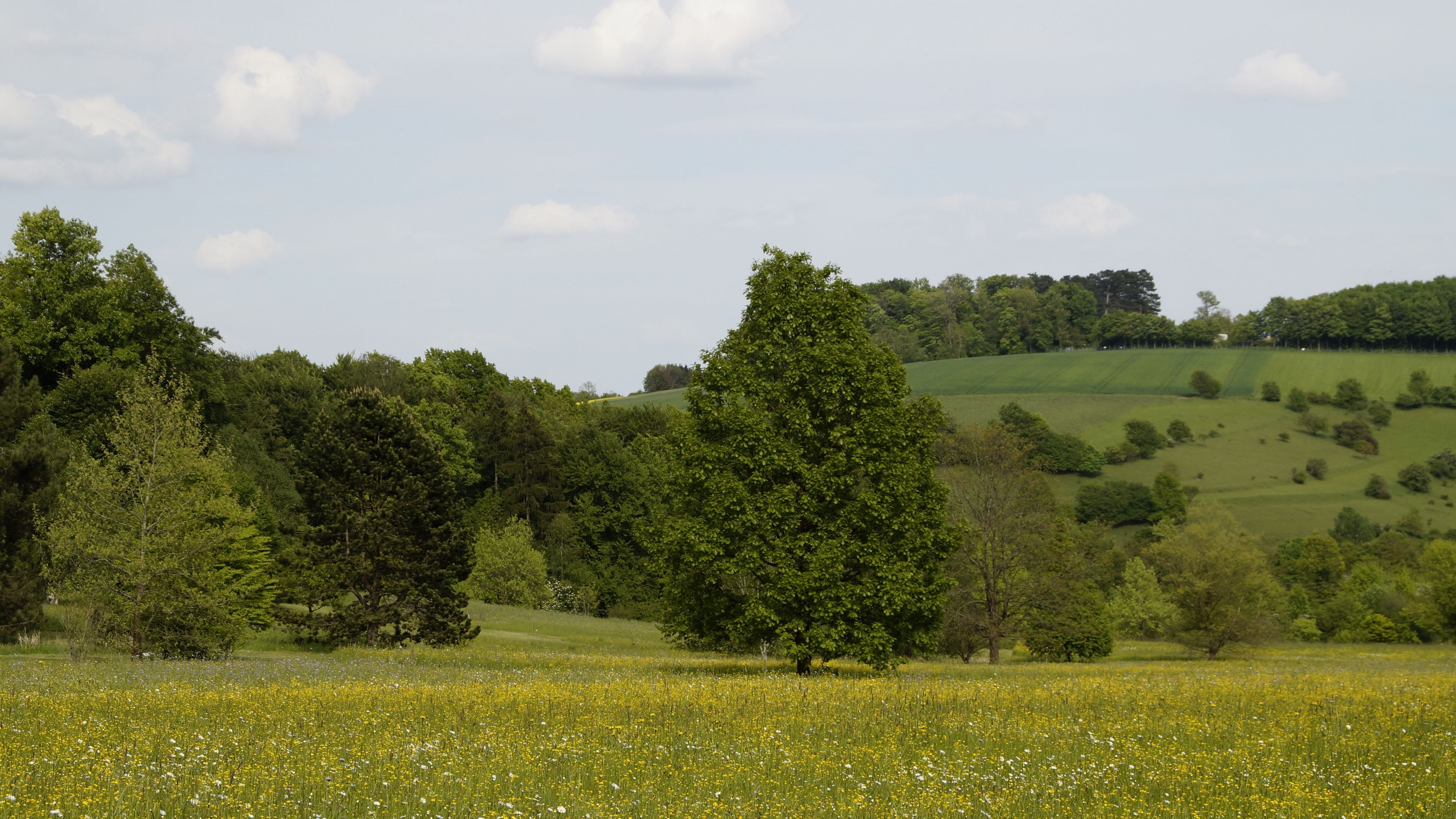 Wallpaper 4k germany, forest, grass 4k Forest, Germany, Grass